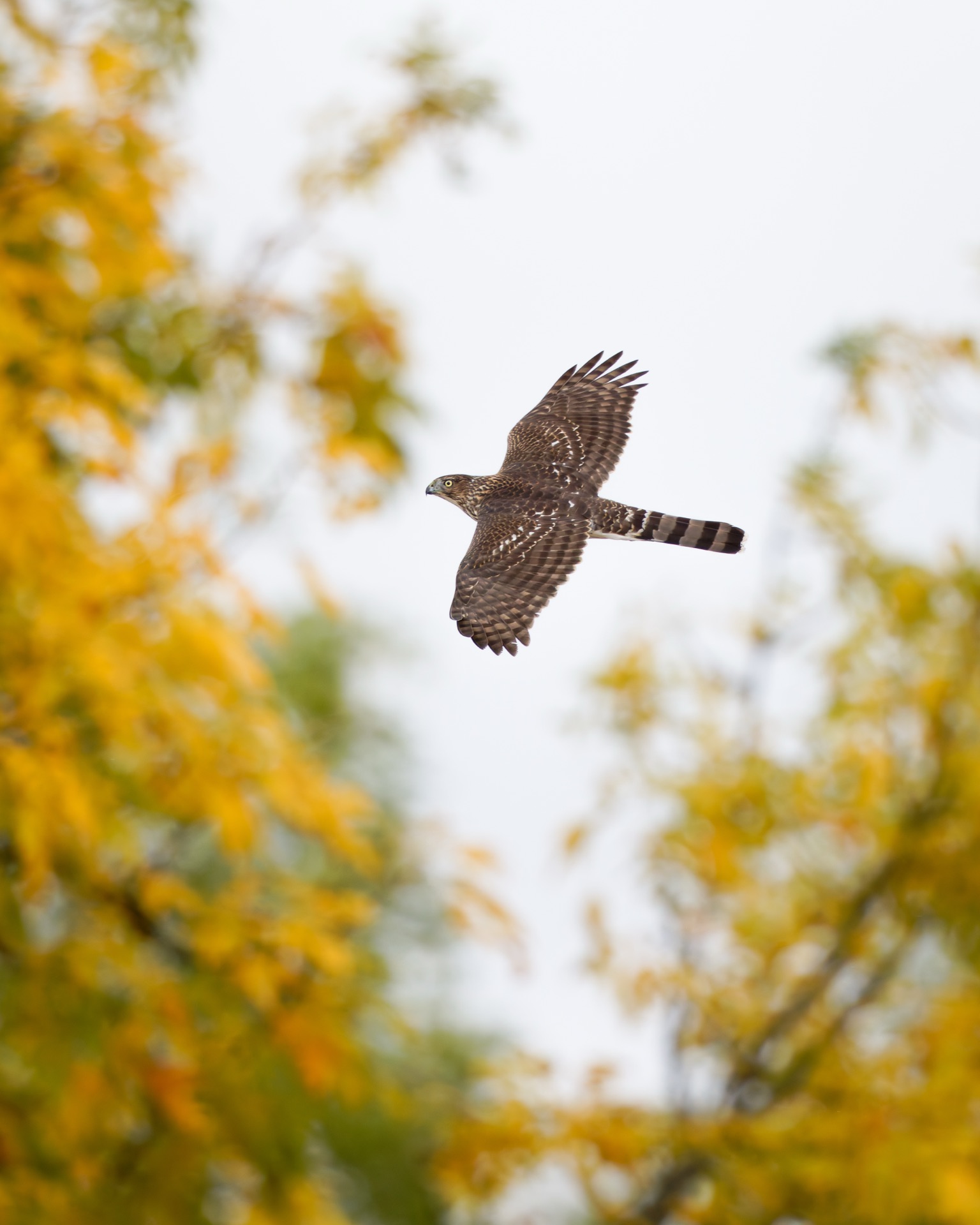 Cooper's Hawk