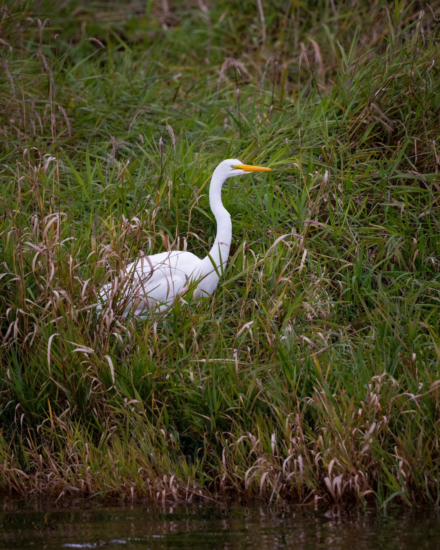 Great Egret