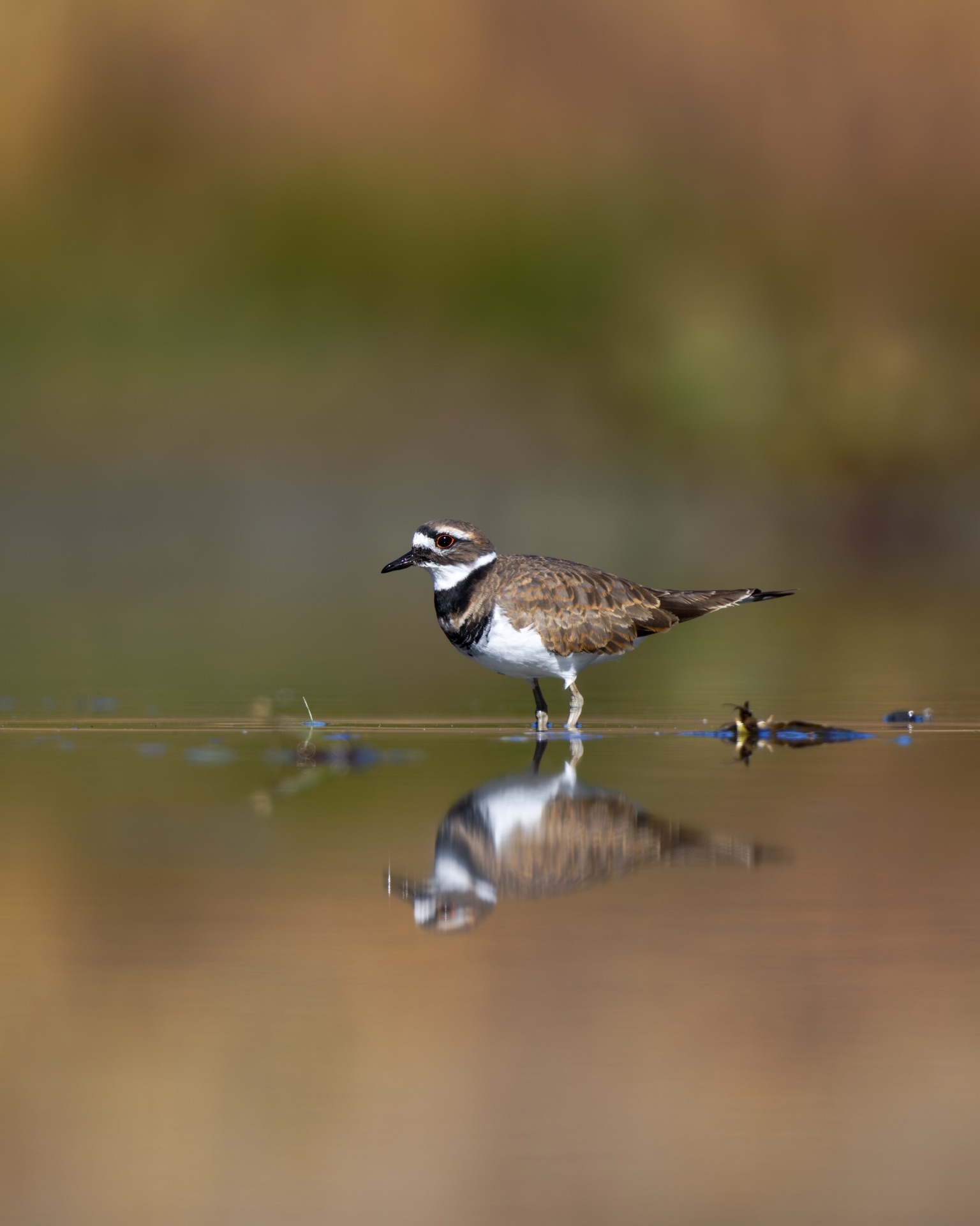 Killdeer