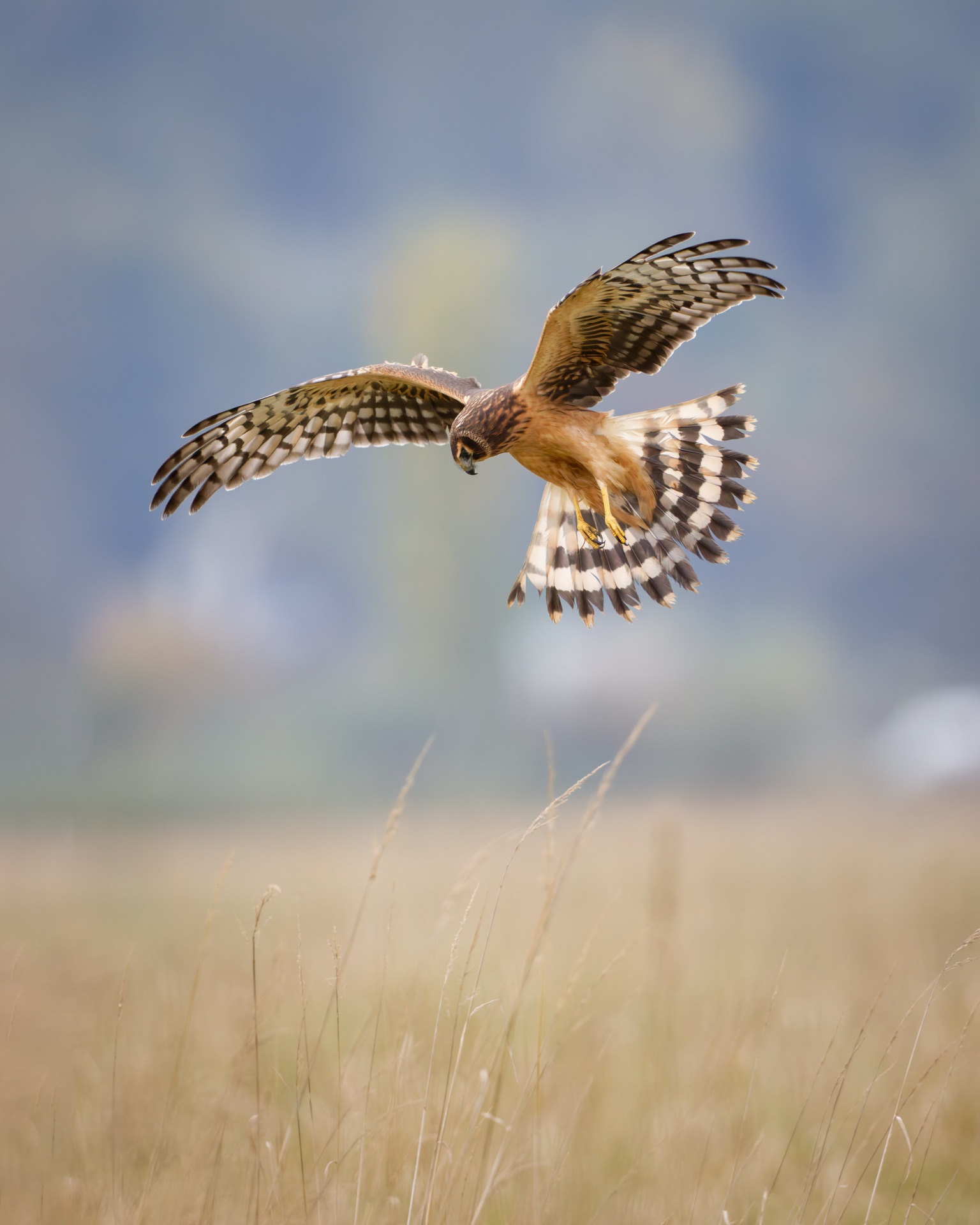 Northern Harrier