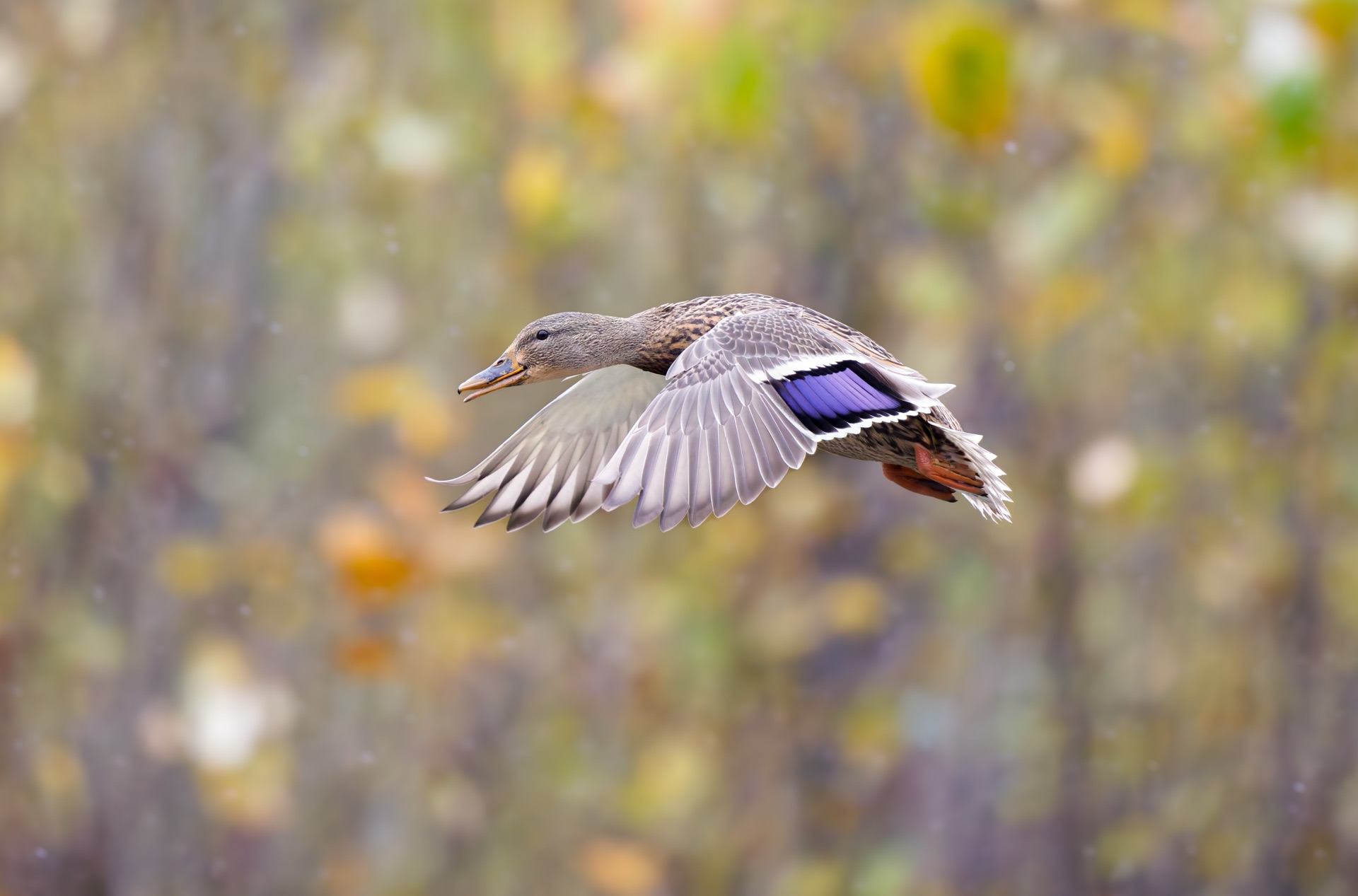 Mallard
