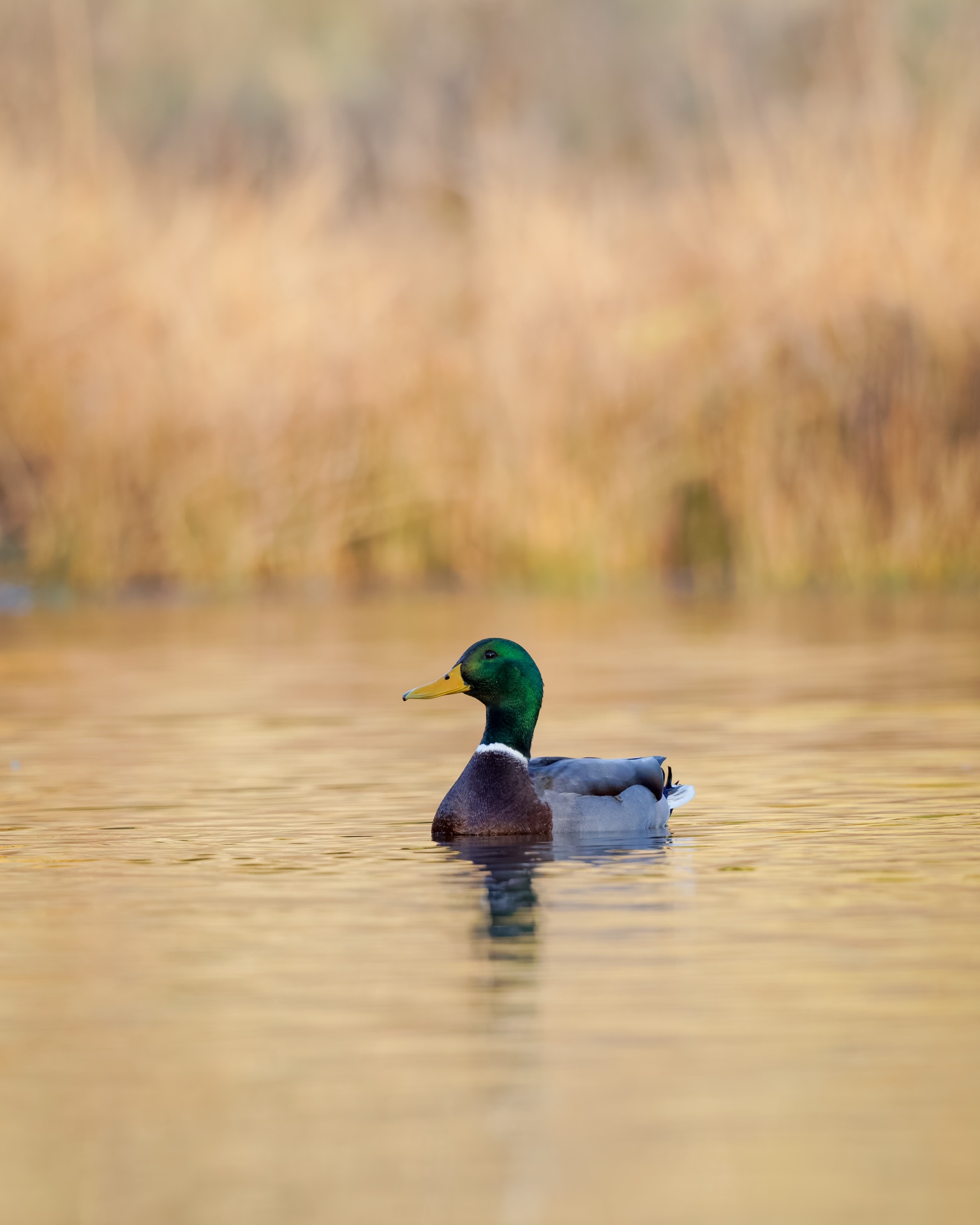 Mallard