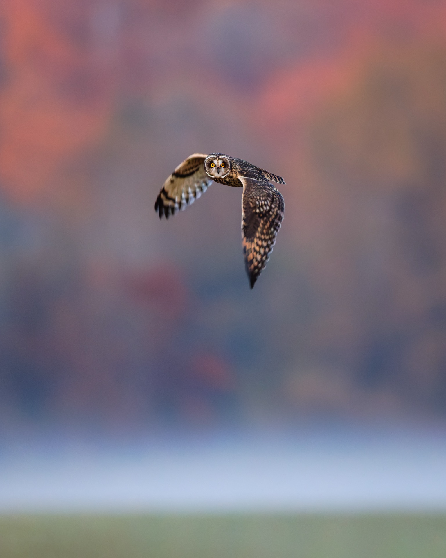Short-eared Owl