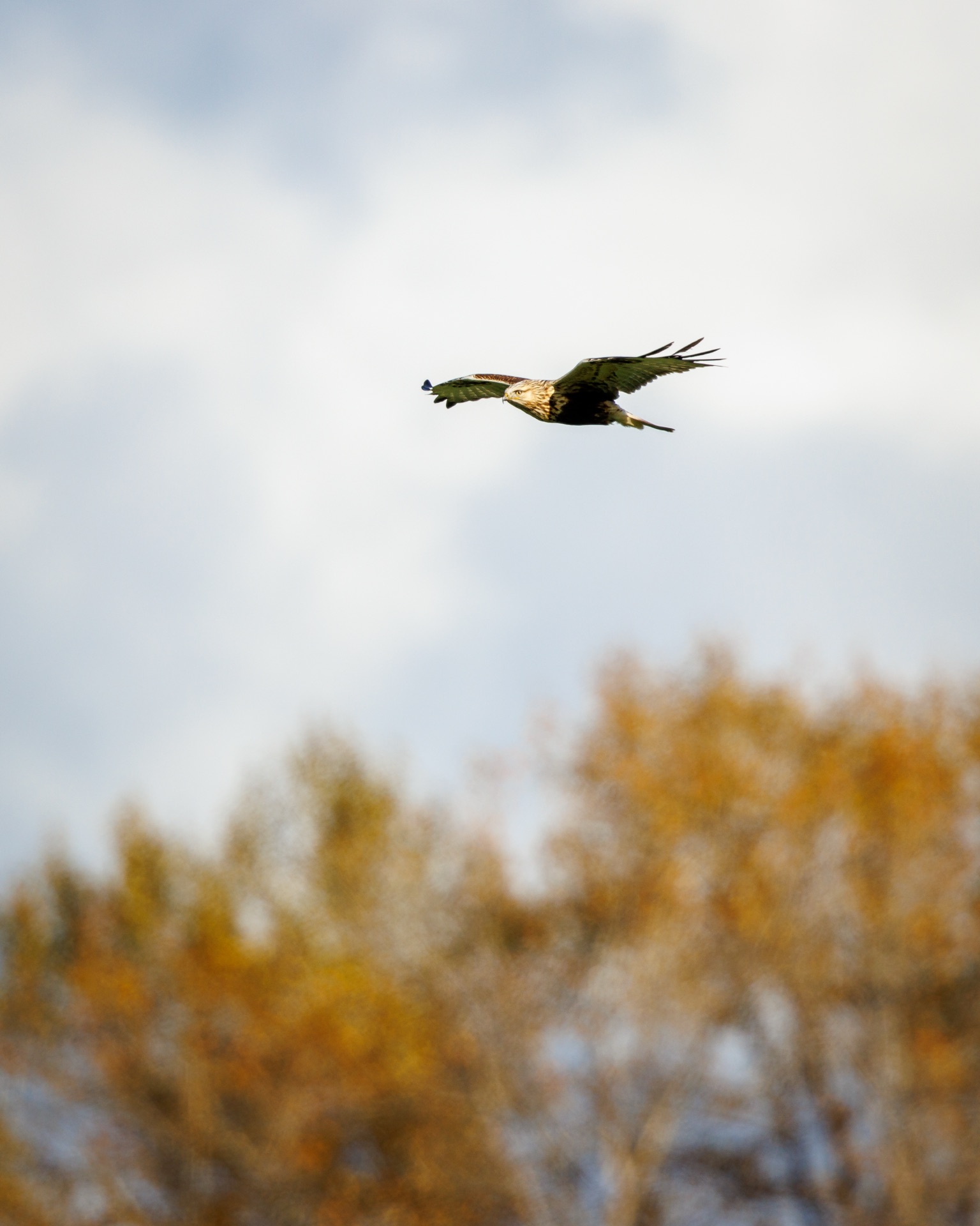 Rough-legged Hawk