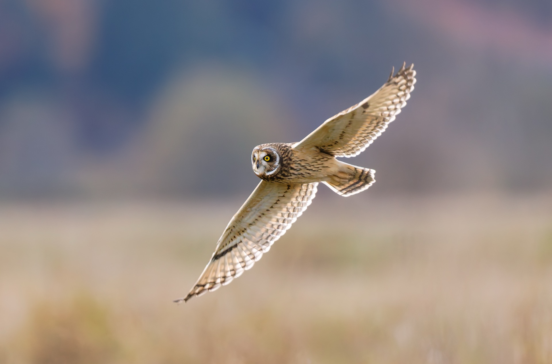 Short-eared Owl