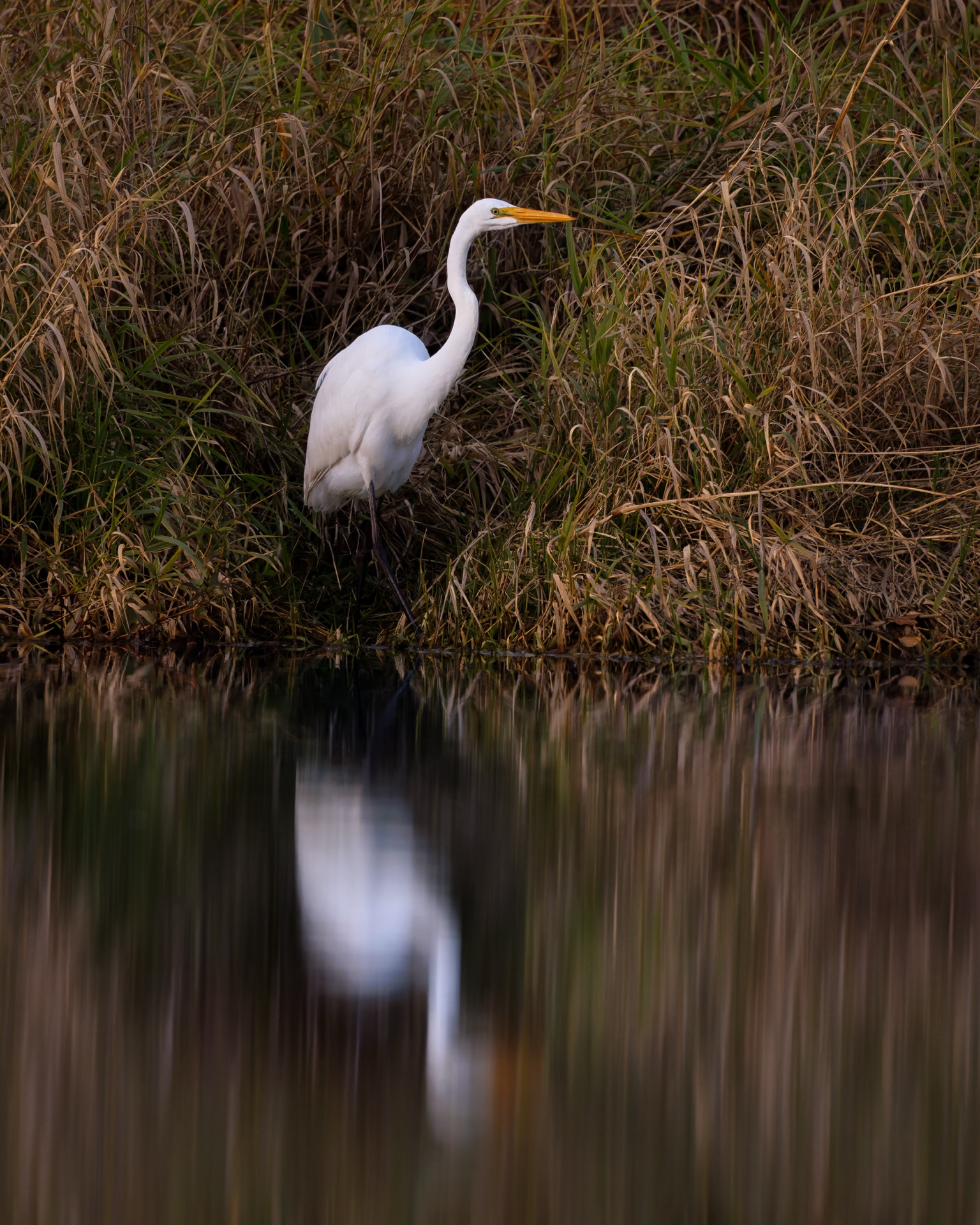 Great Egret