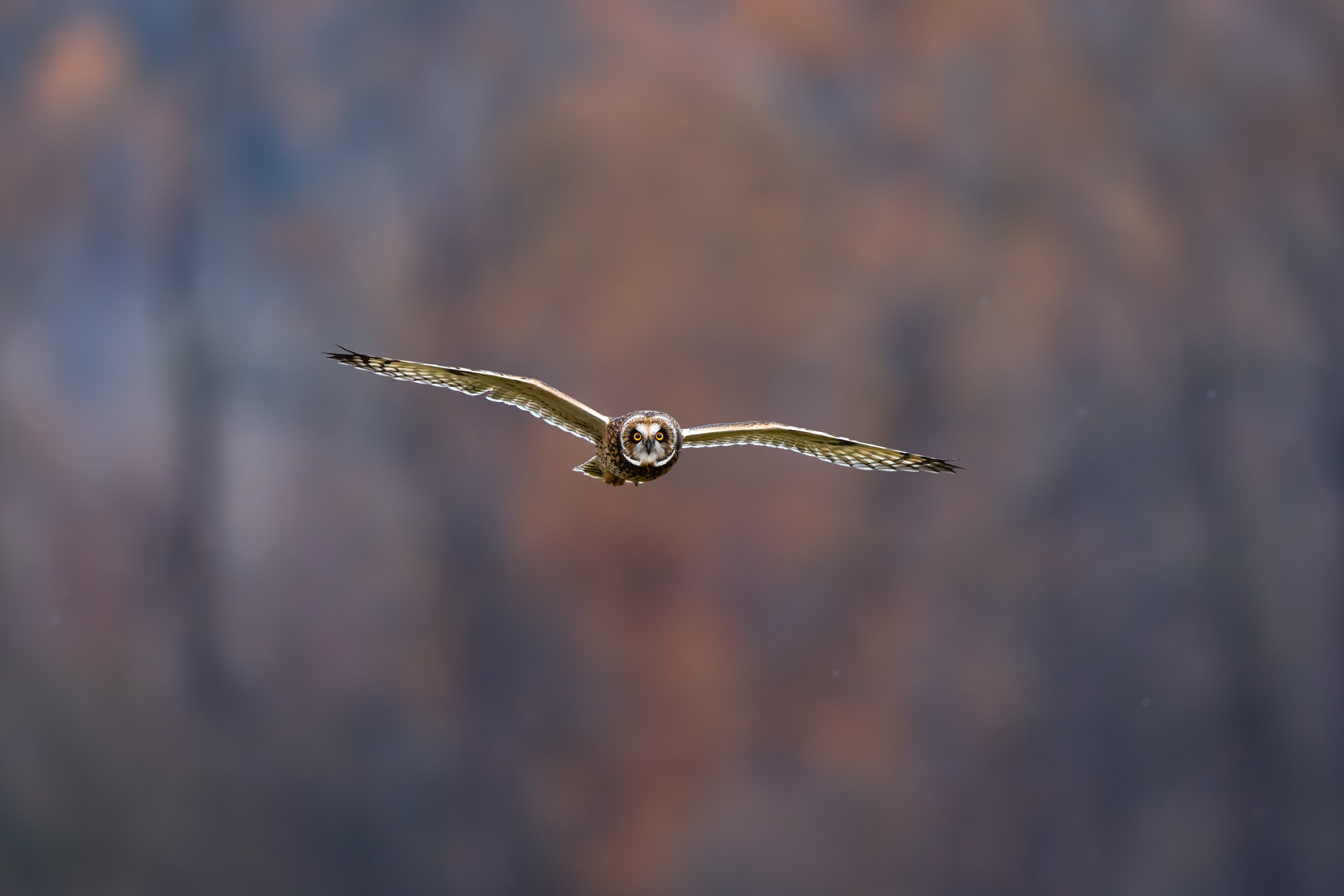 Short-eared Owl