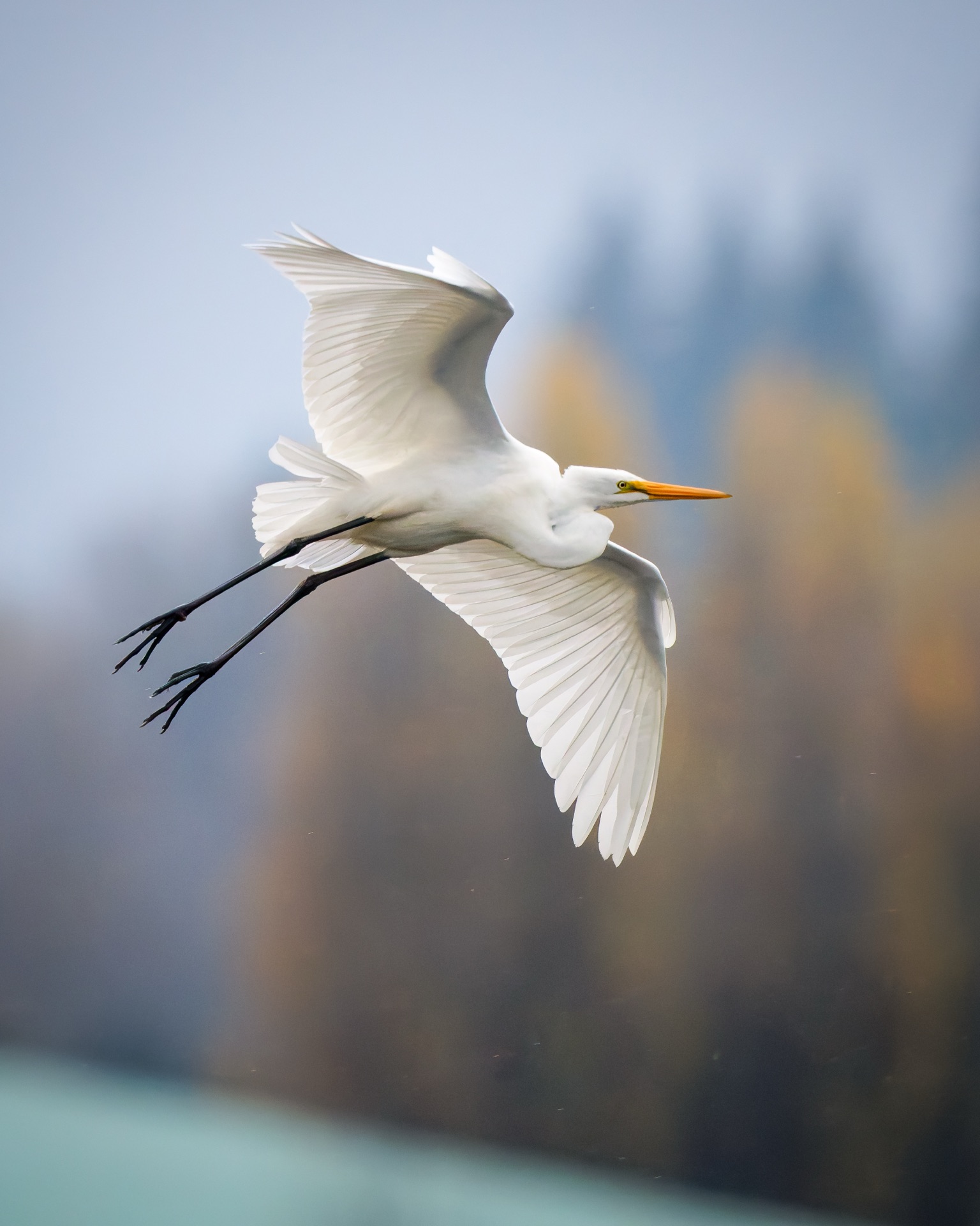 Great Egret