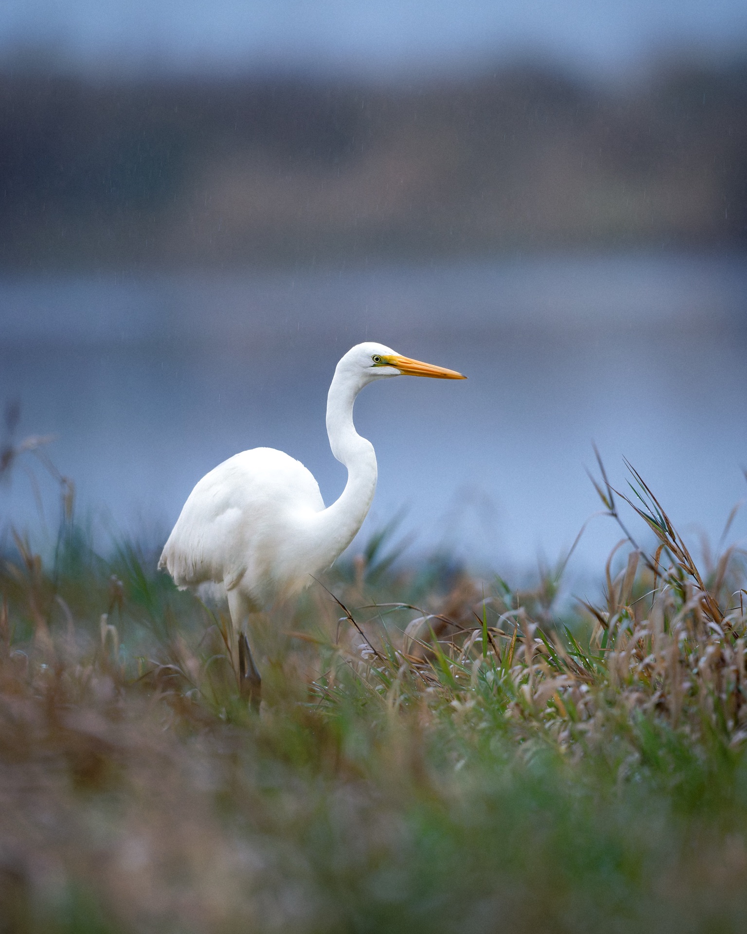 Great Egret
