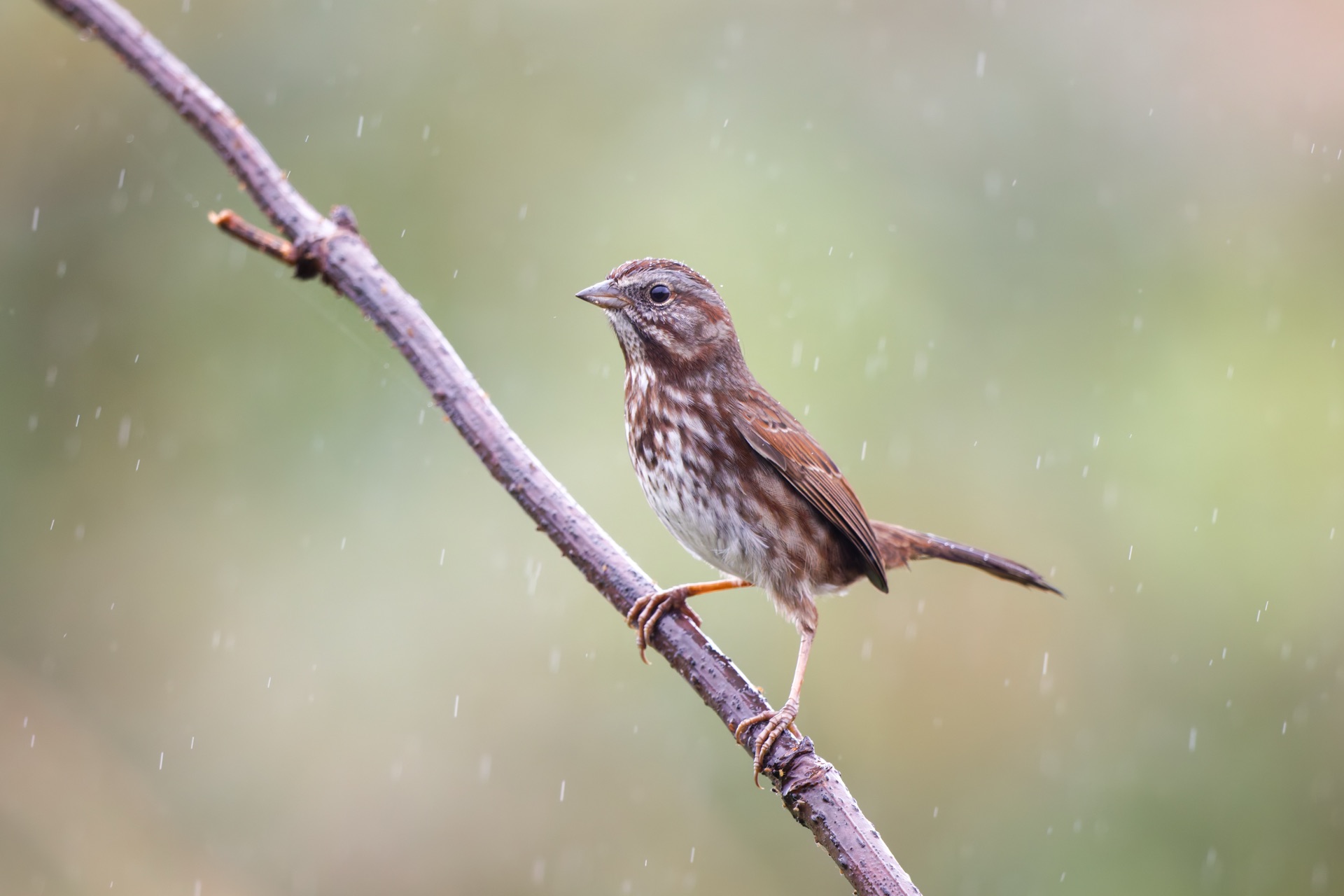 Song Sparrow
