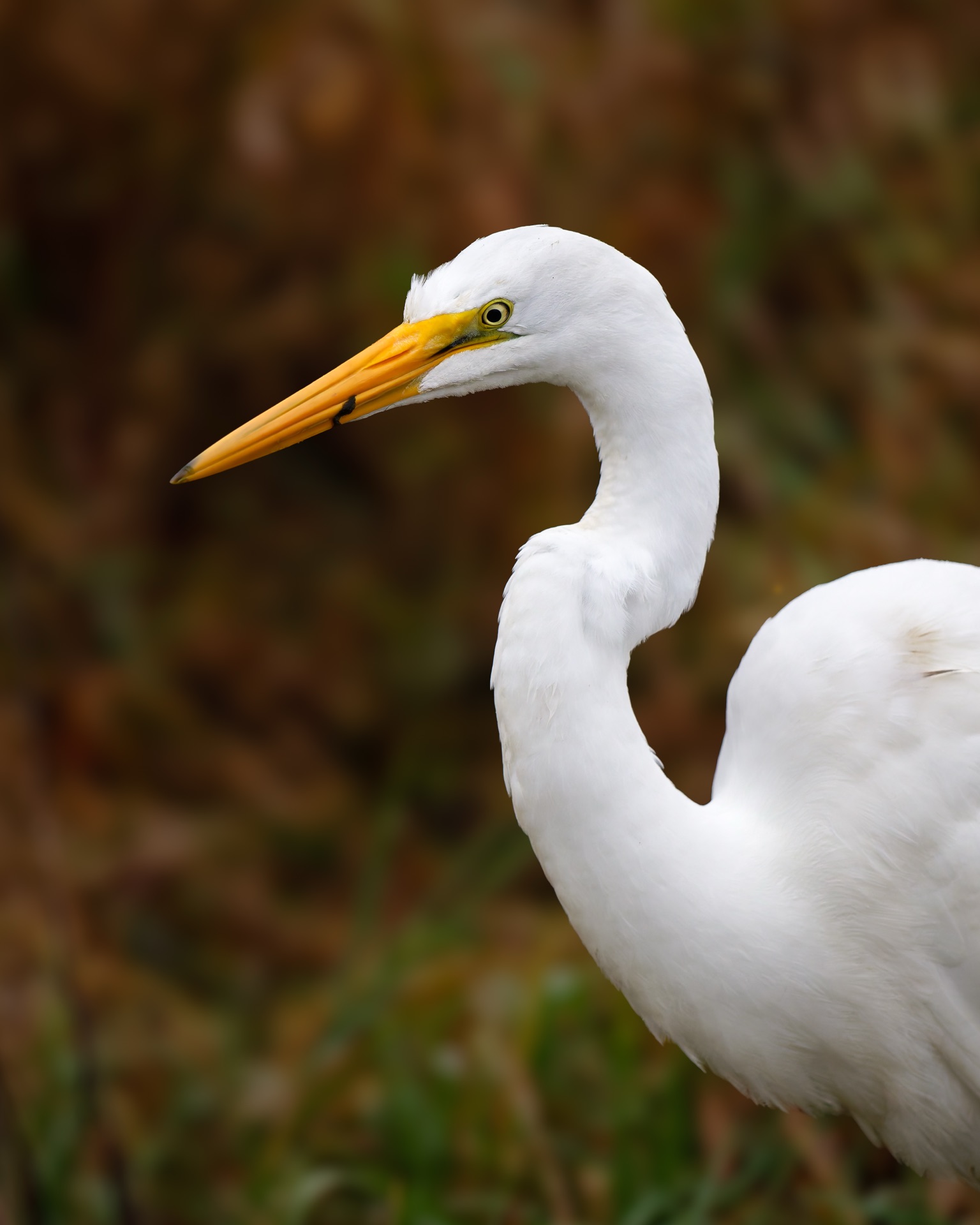 Great Egret