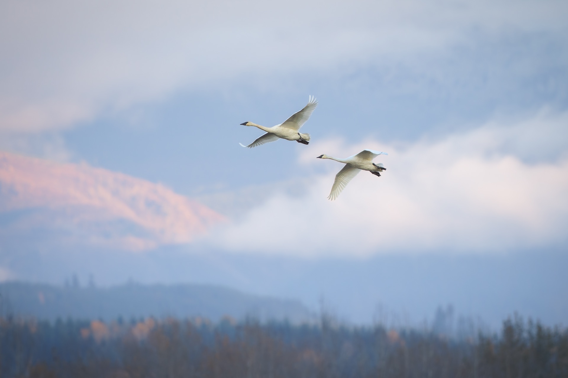 Trumpeter Swans