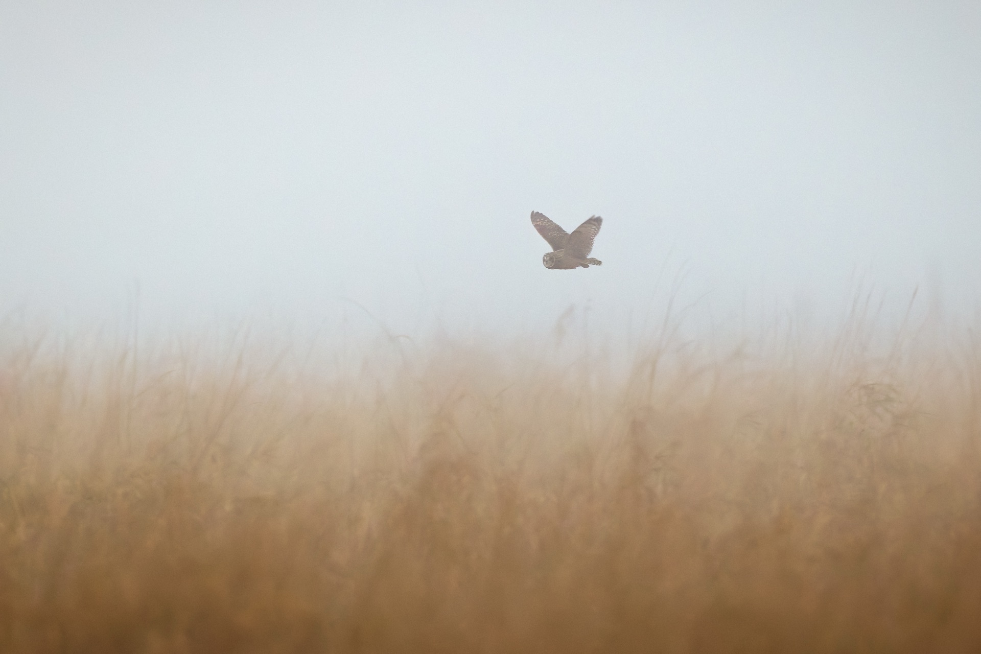 Short-eared Owl