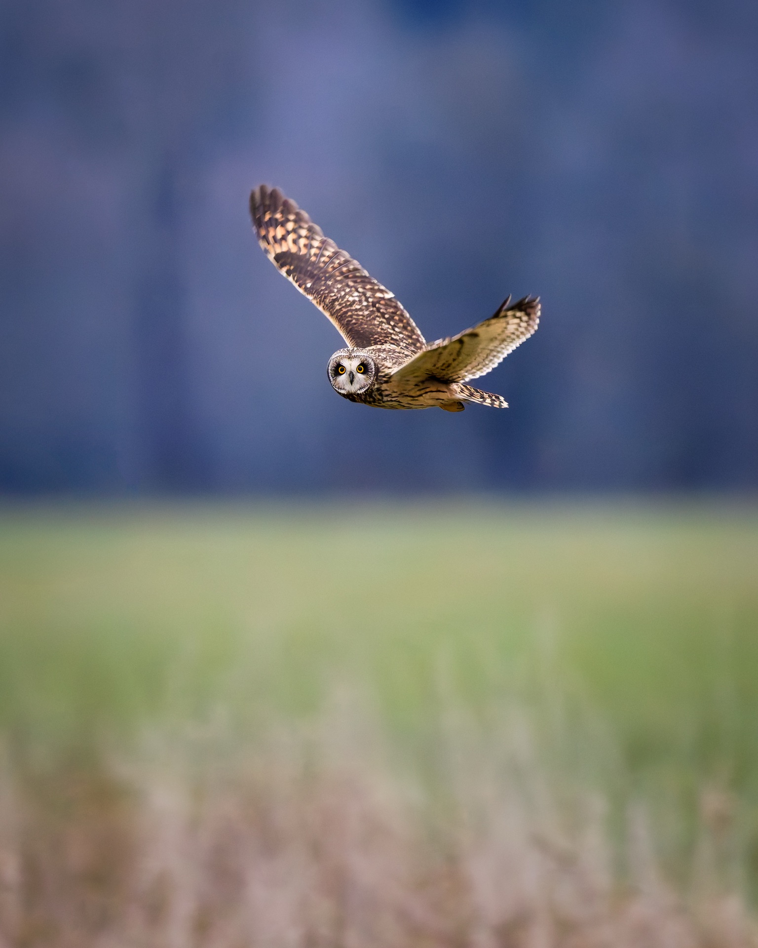 Short-eared Owl