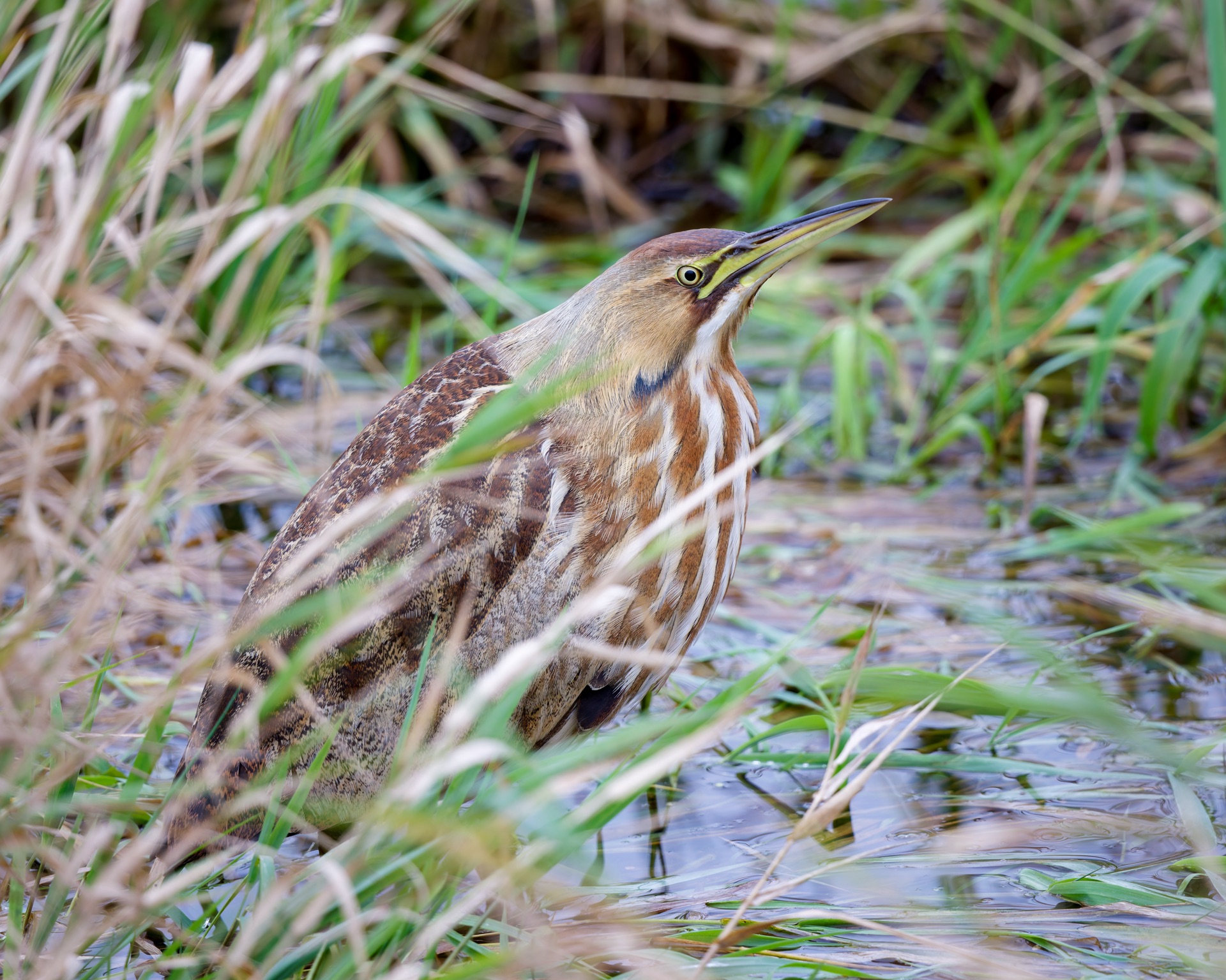 American Bittern