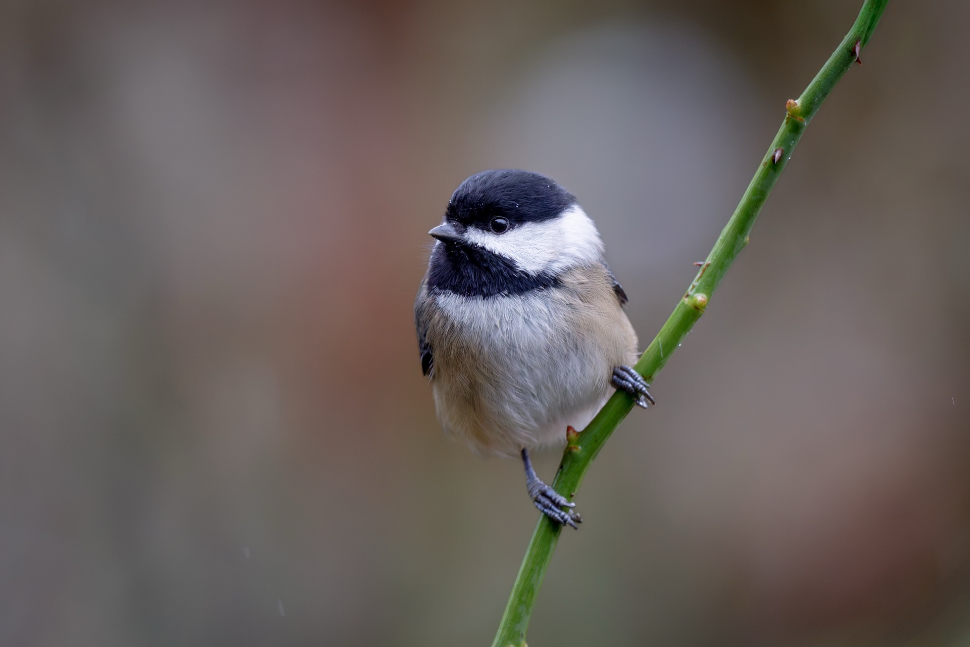 Black-capped Chickadee