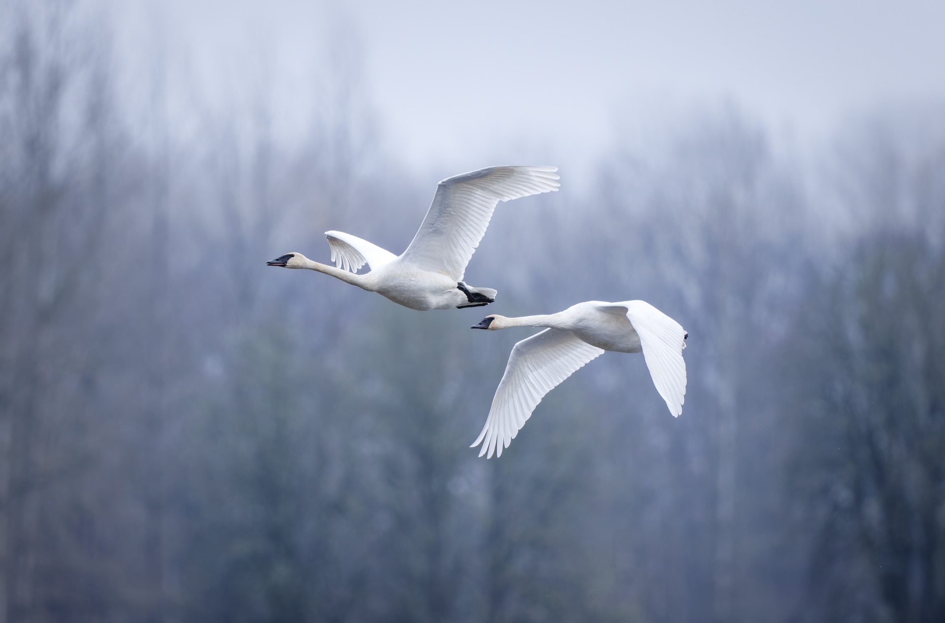 Trumpeter Swans