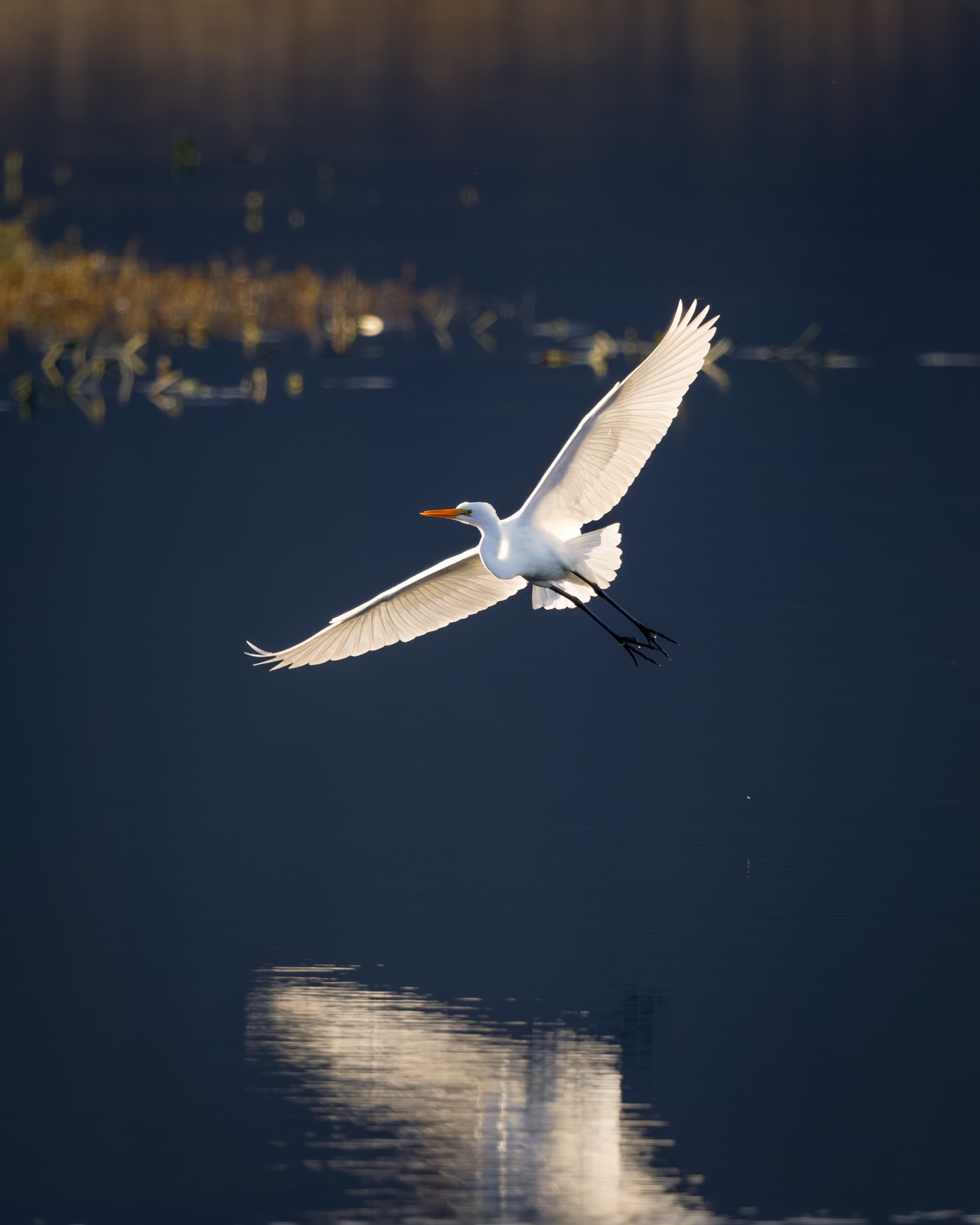 Great Egret