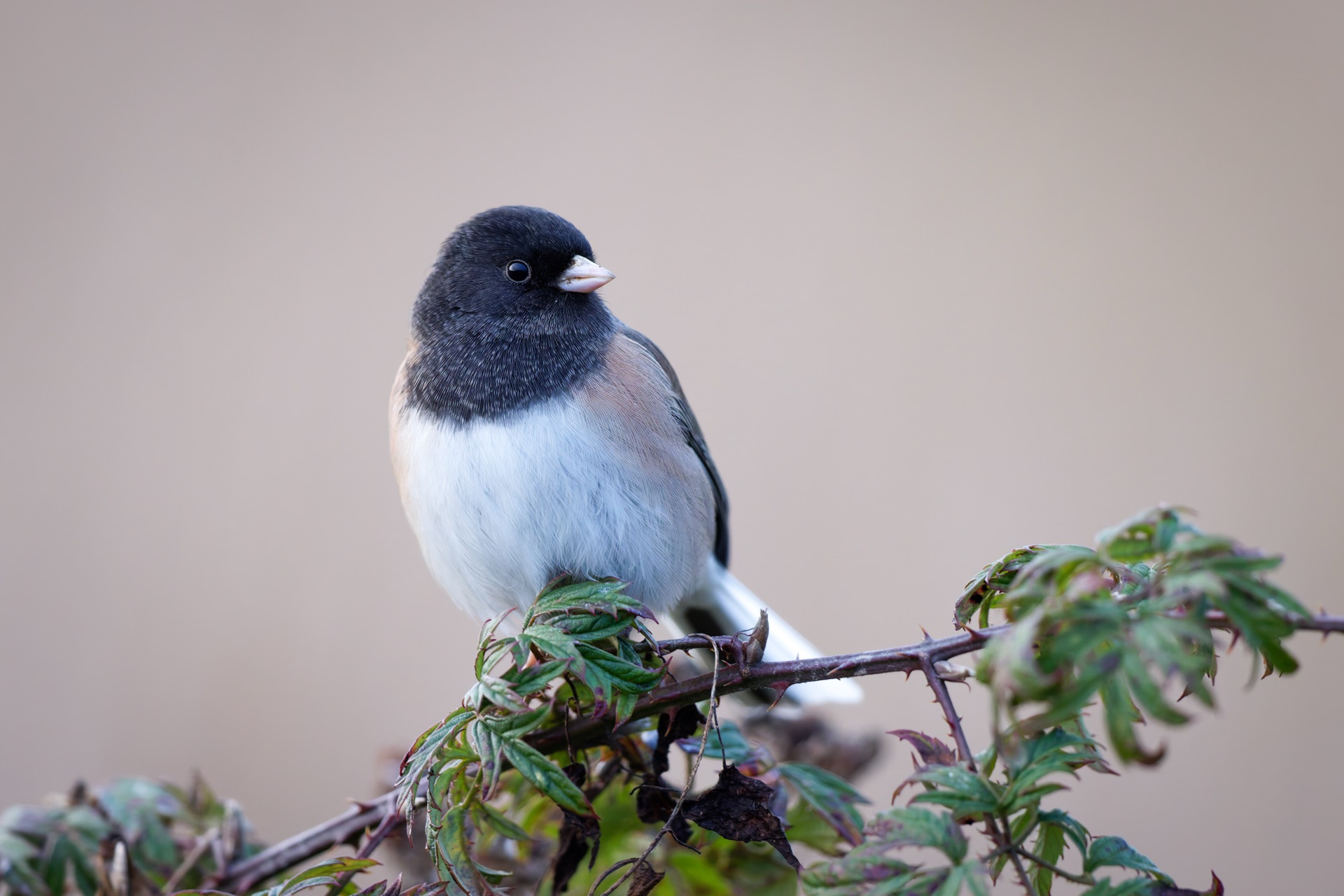 Dark-eyed Junco