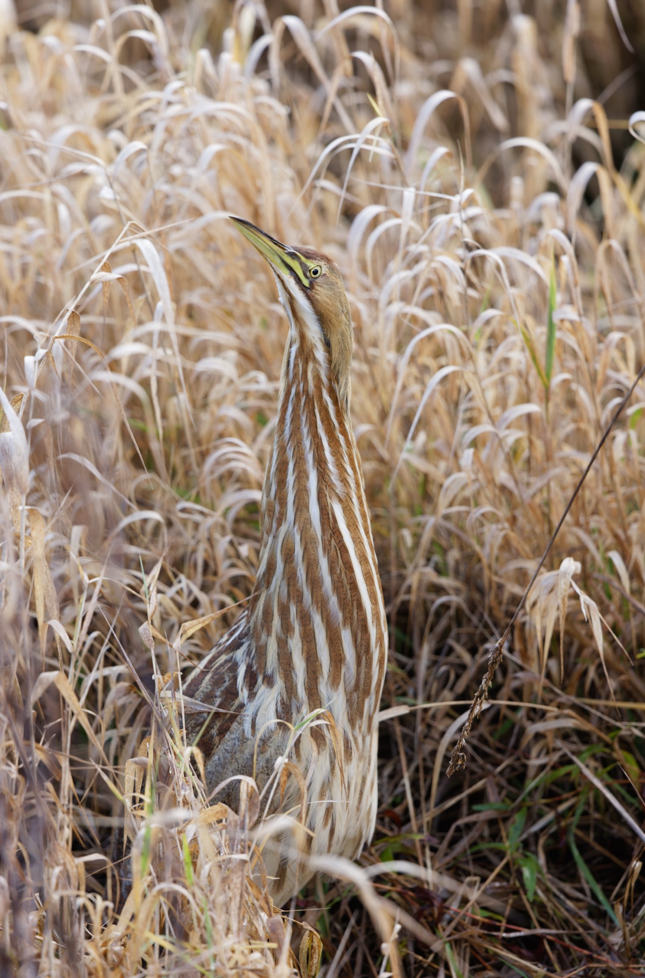 American Bittern