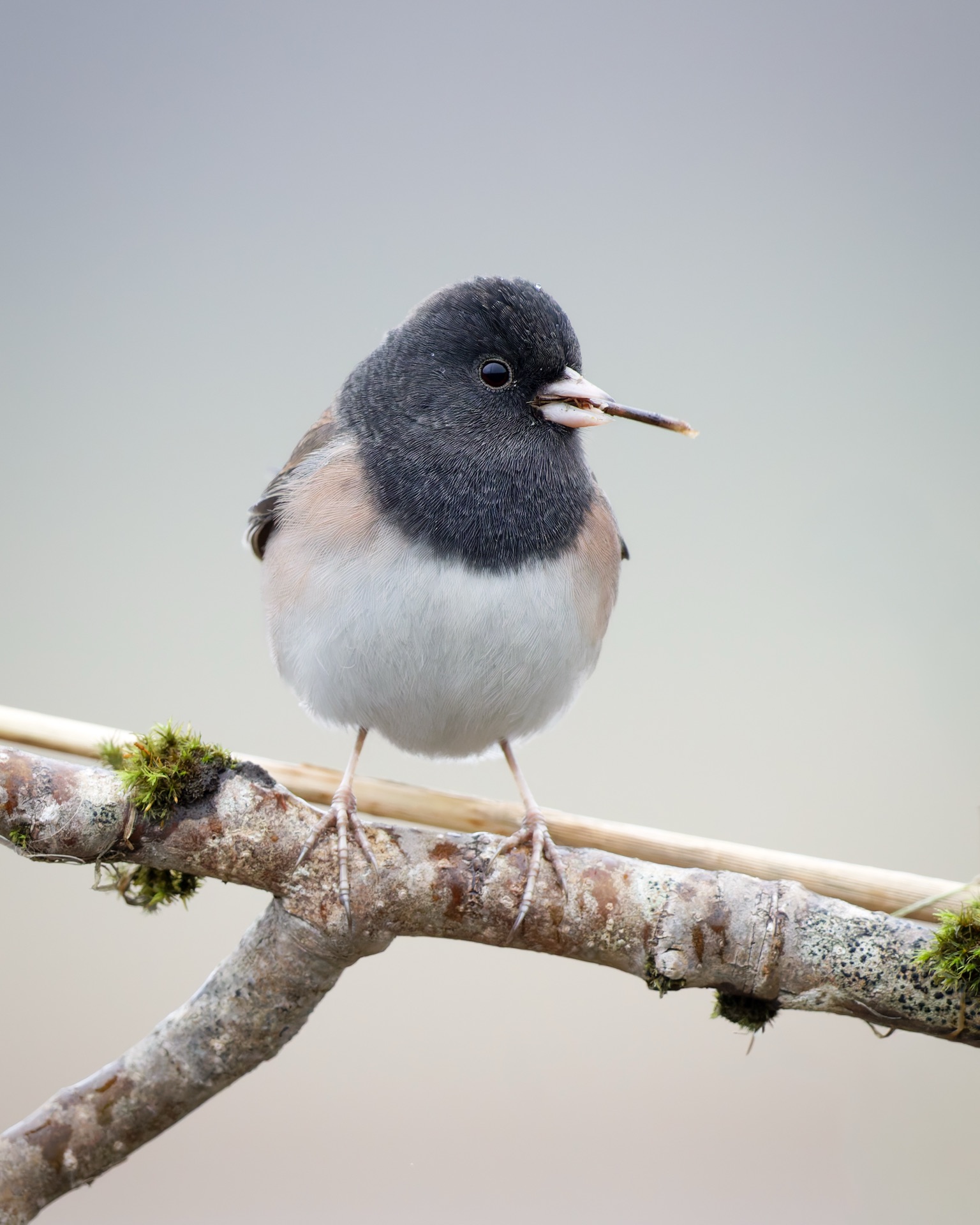Dark-eyed Junco