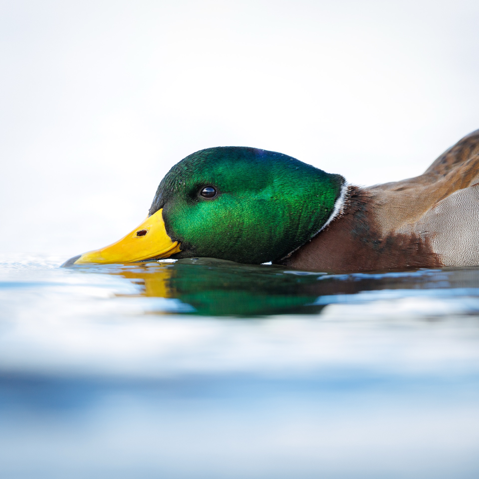 Mallard