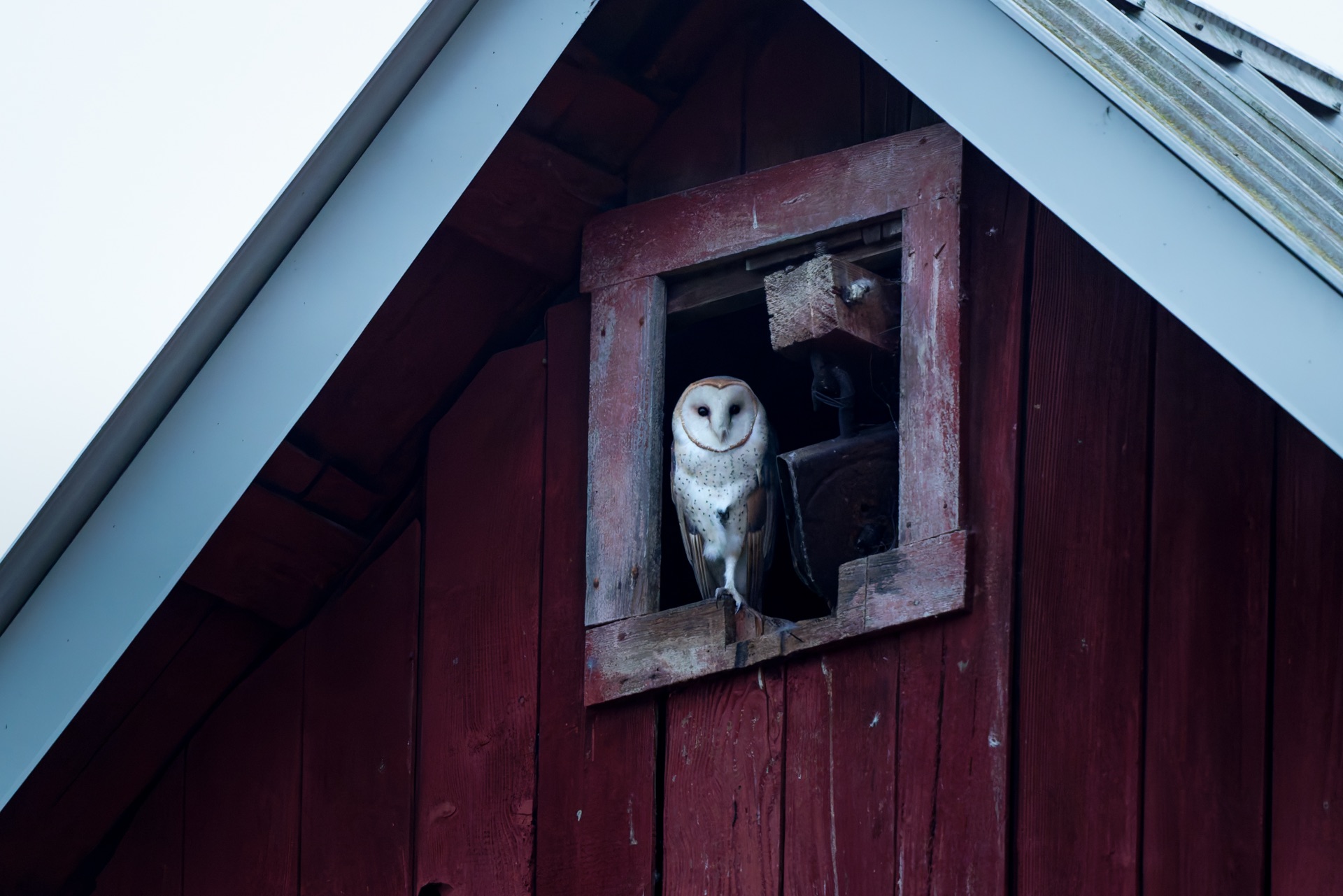 American Barn Owl