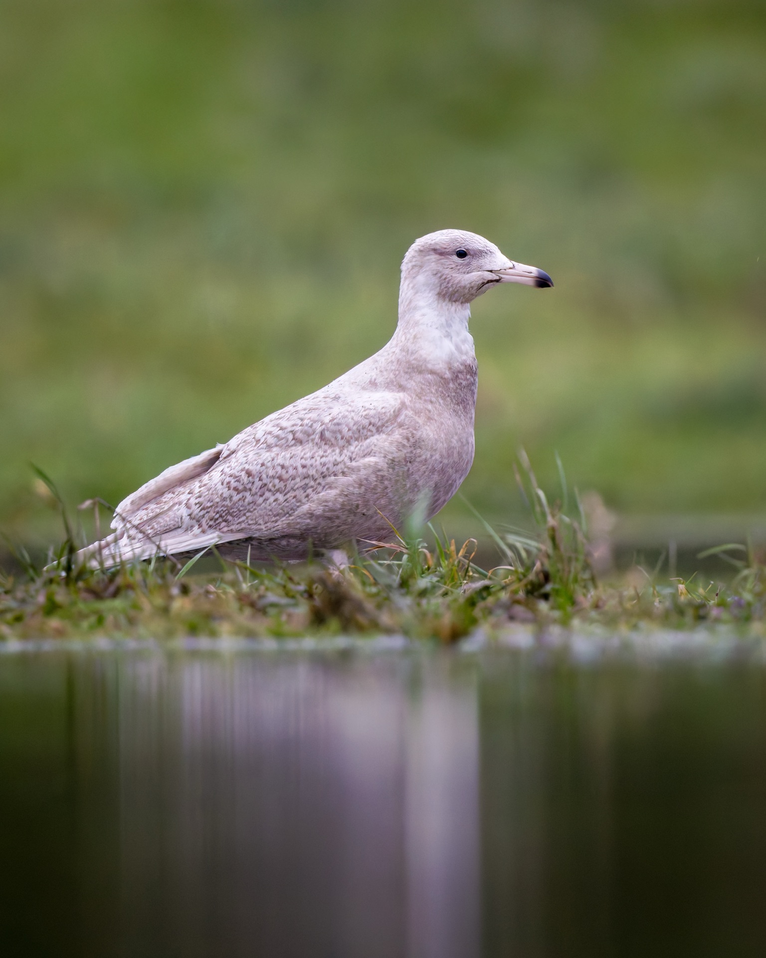 Glaucous Gull
