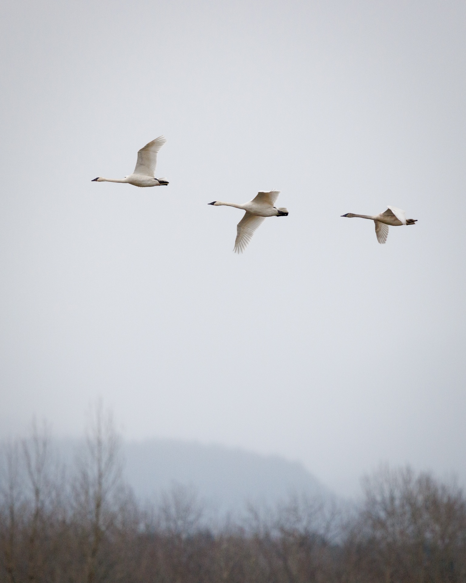 Trumpeter Swans