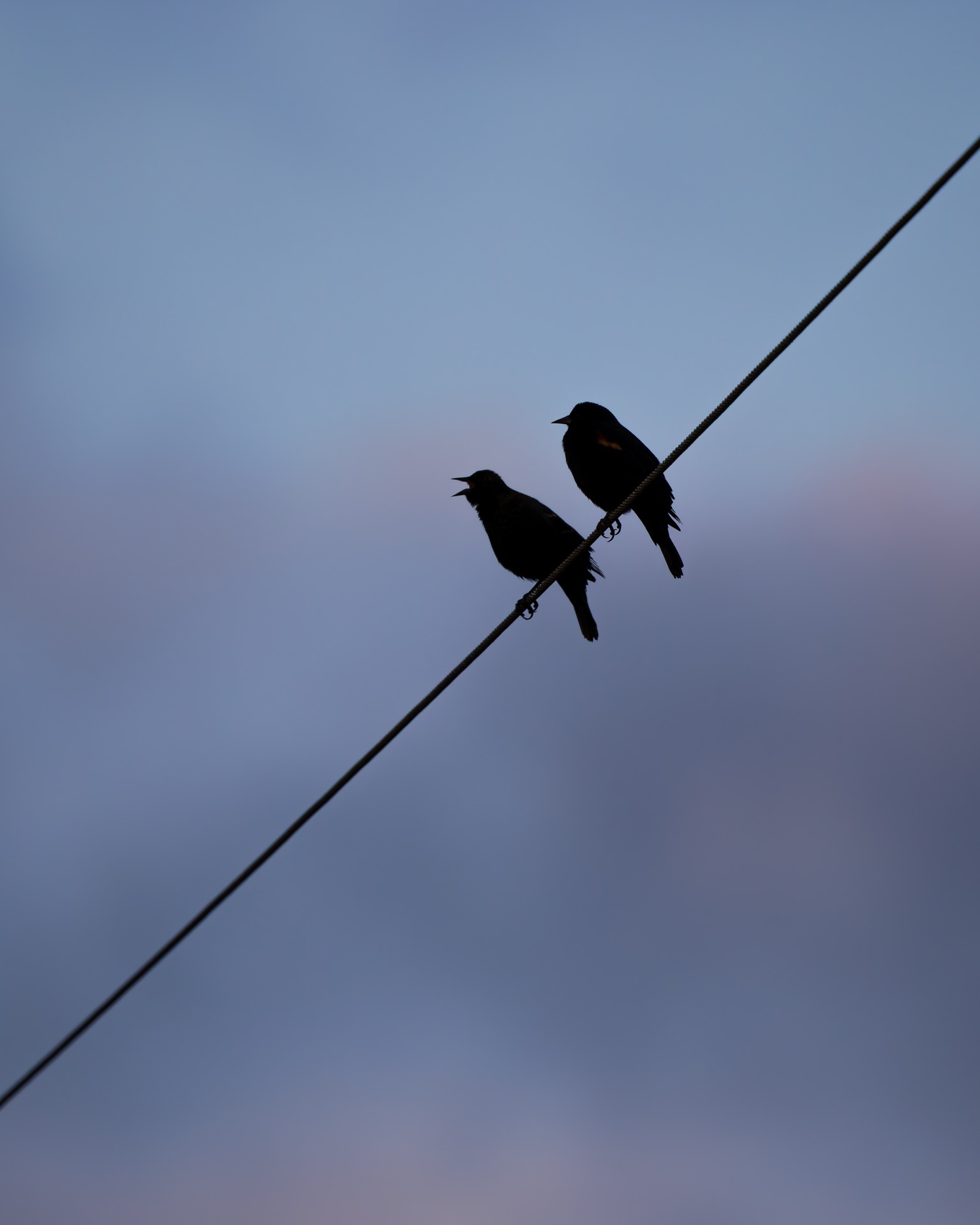 Red-winged Blackbirds