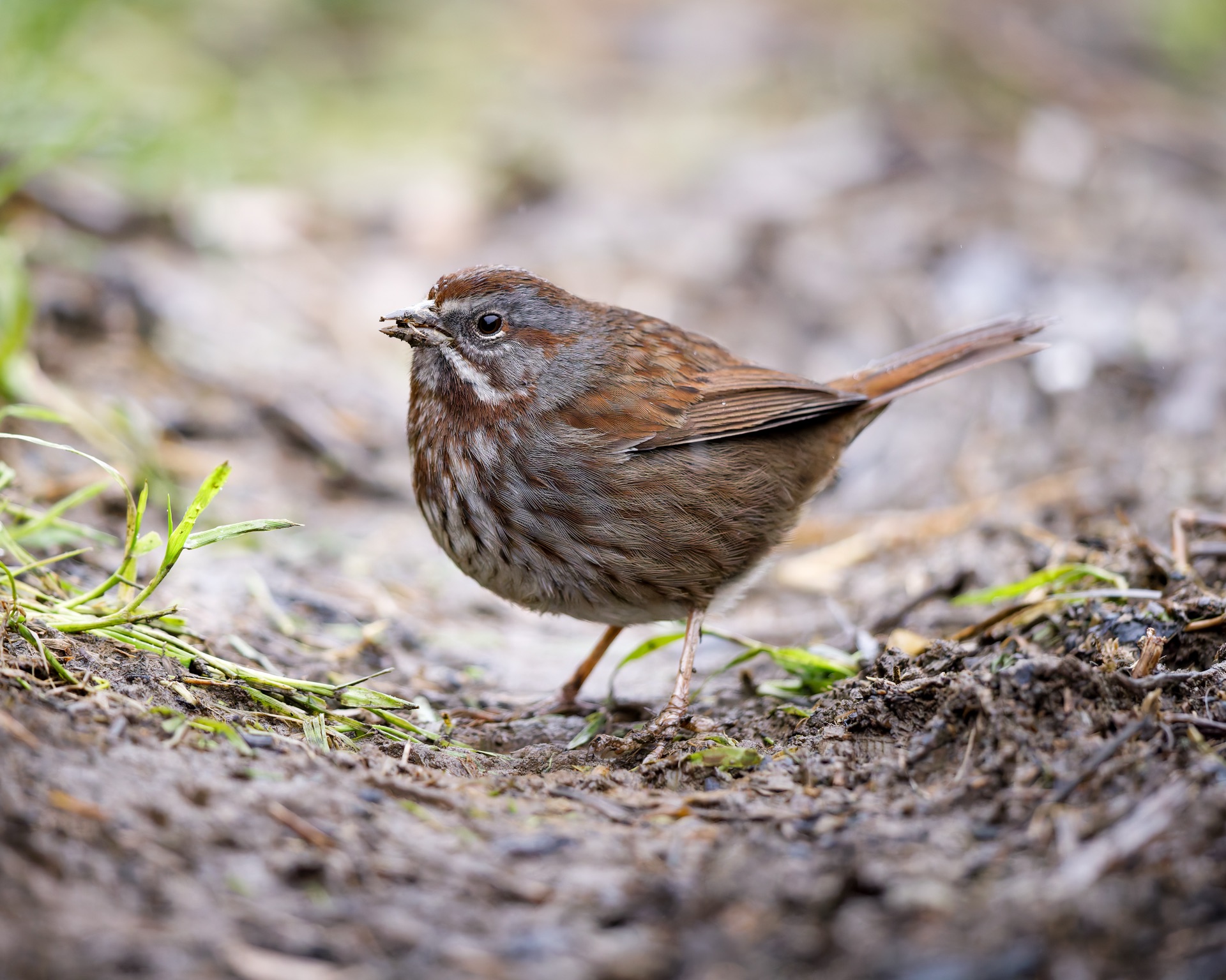 Song Sparrow