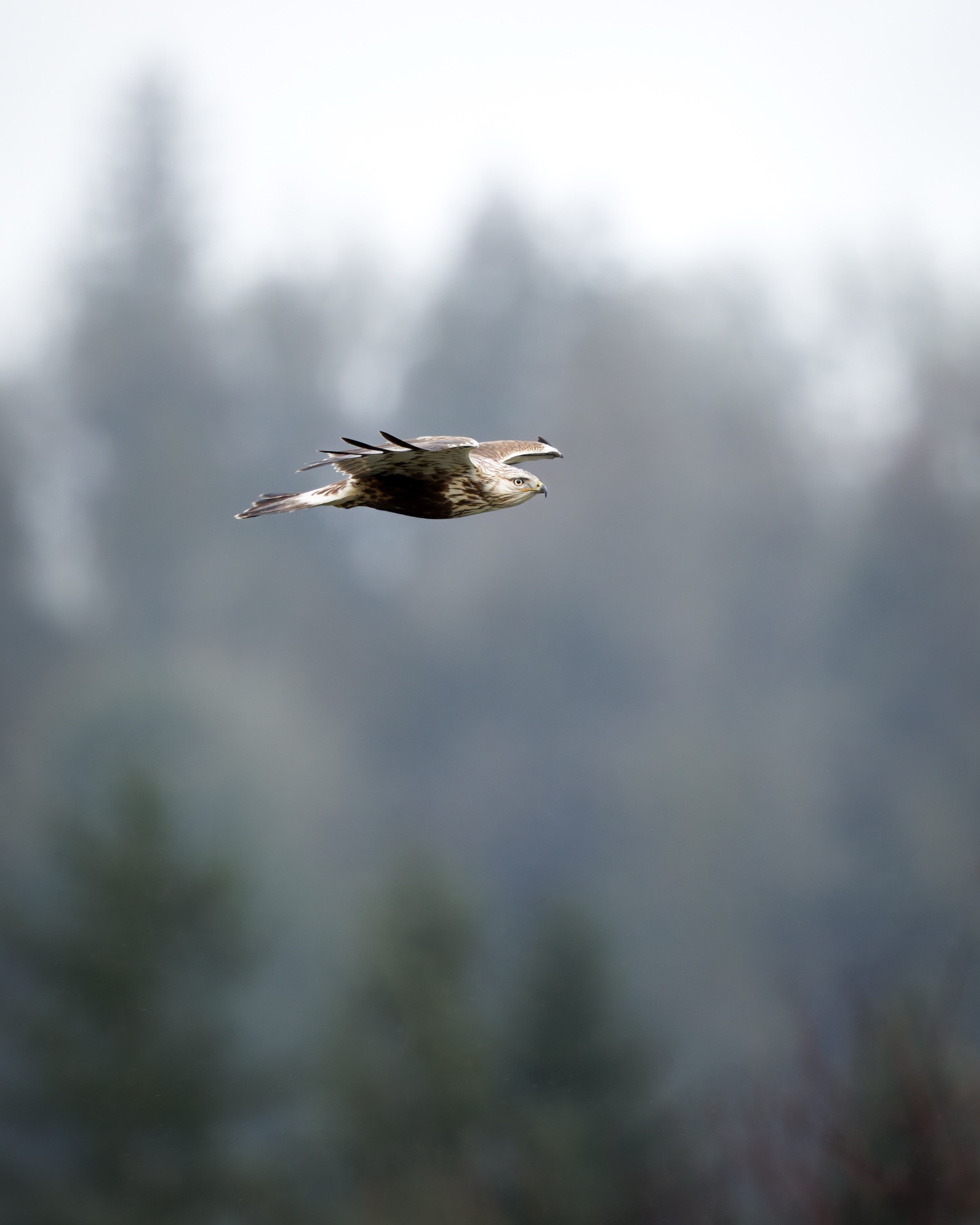 Rough-legged Hawk