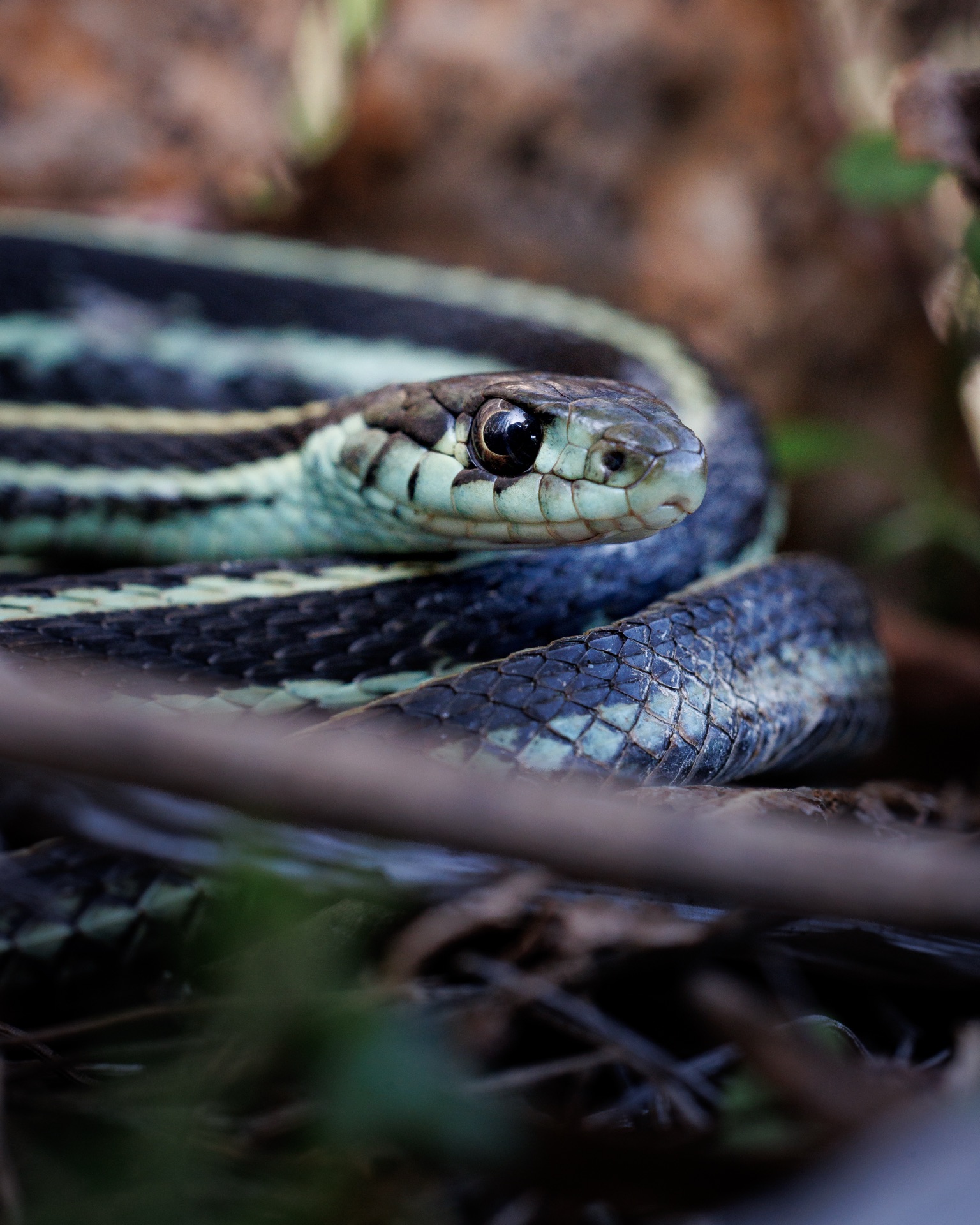 Garter Snake