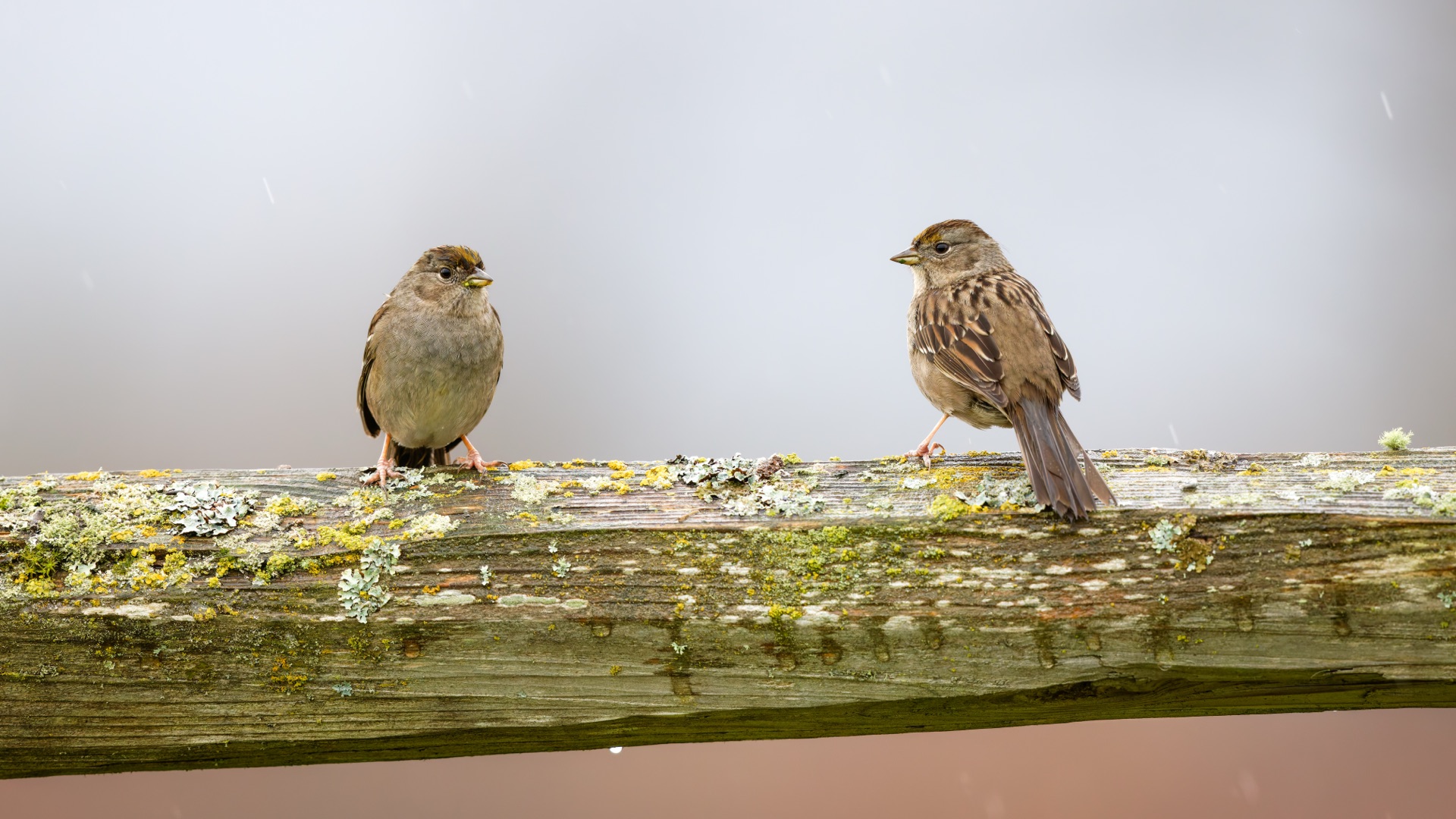 Golden-crowned Sparrow