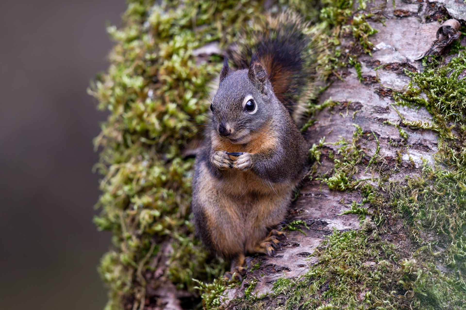 Douglas Squirrel
