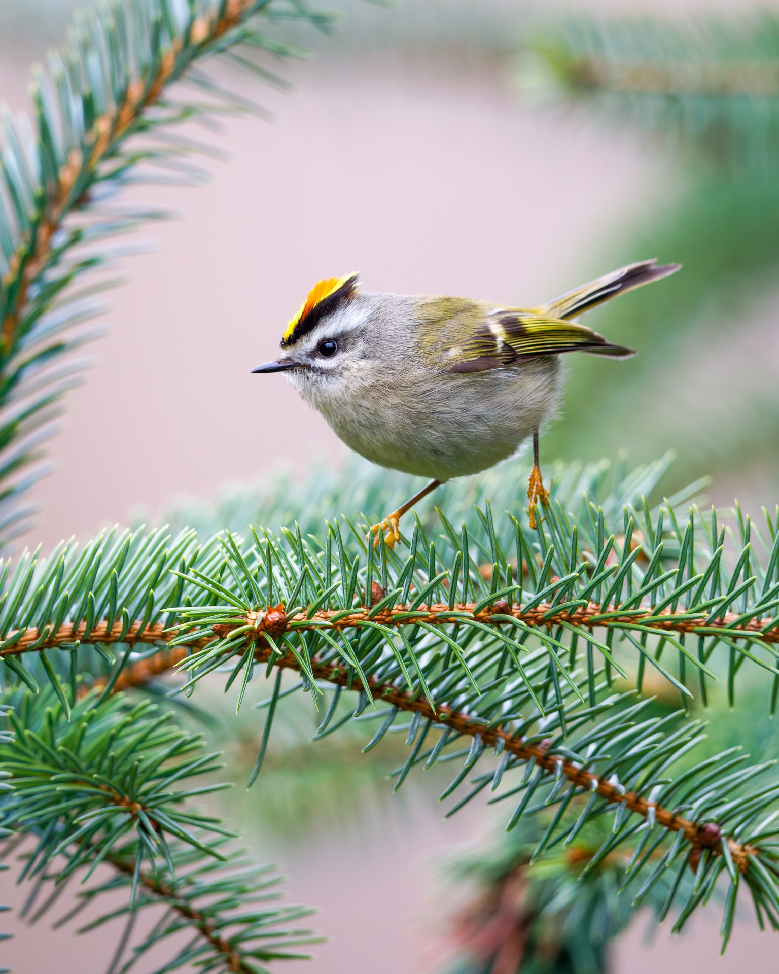Golden-crowned Kinglet