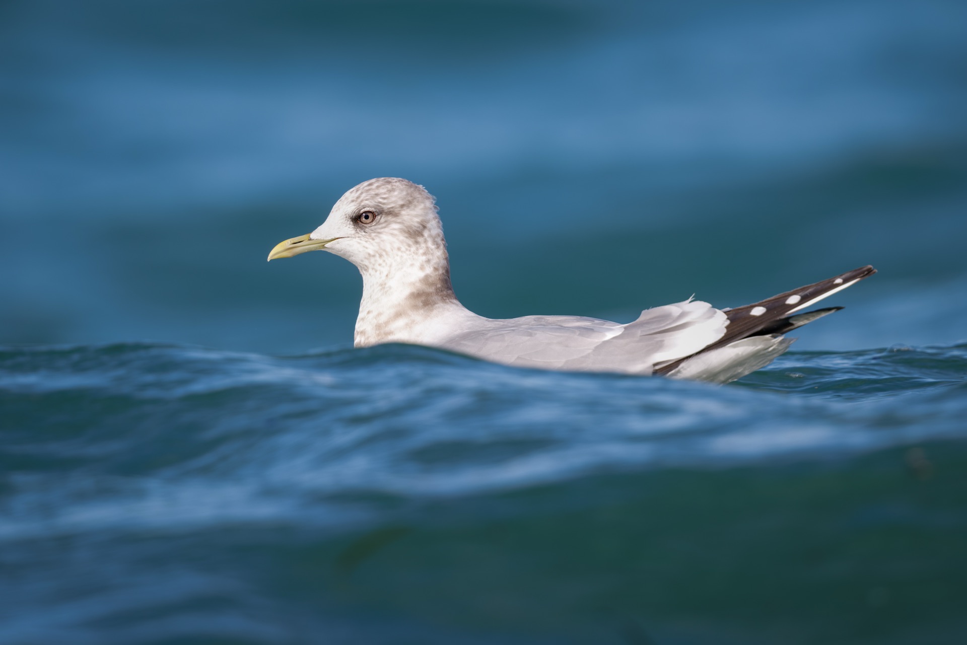 Short-billed Gull