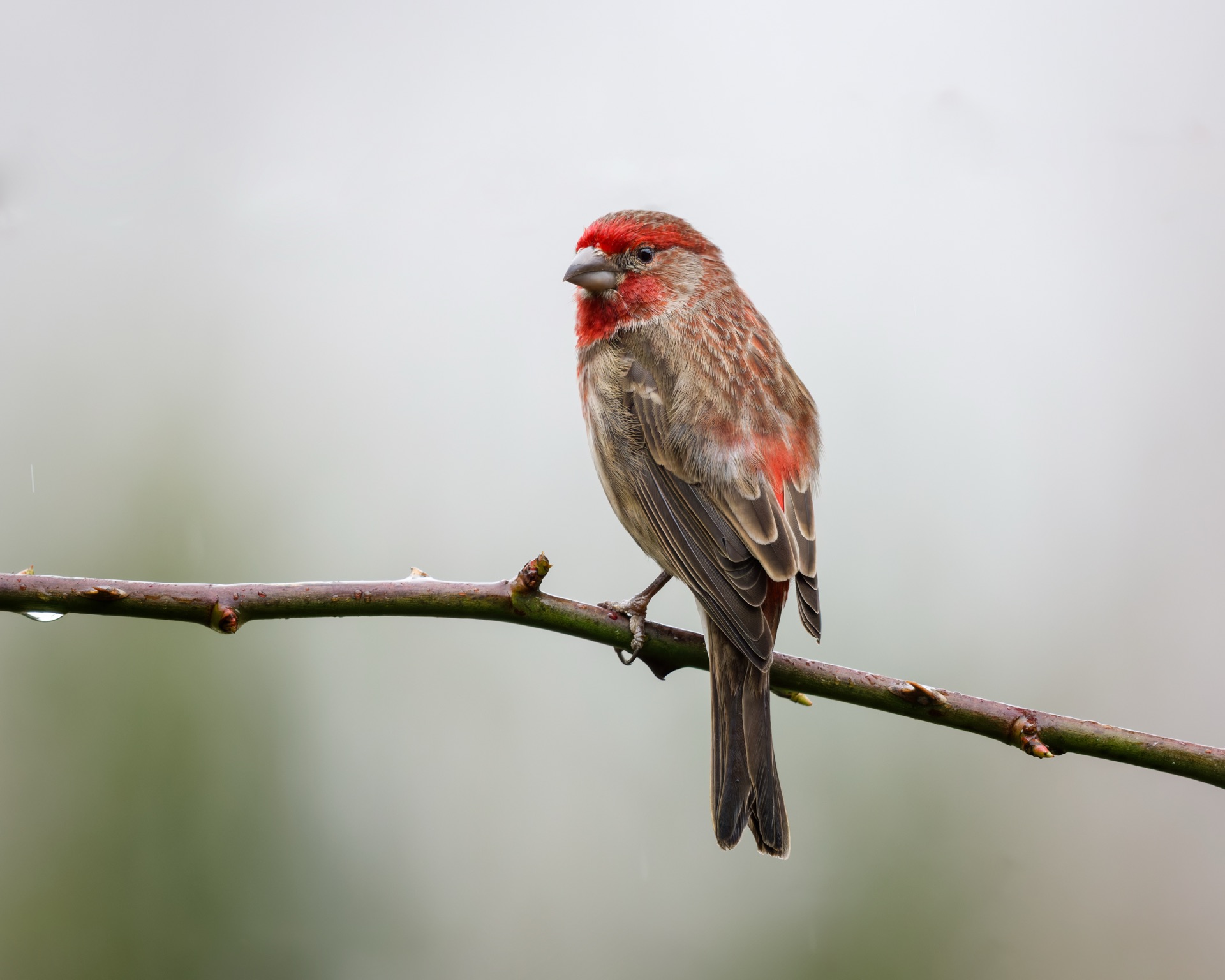 House Finch