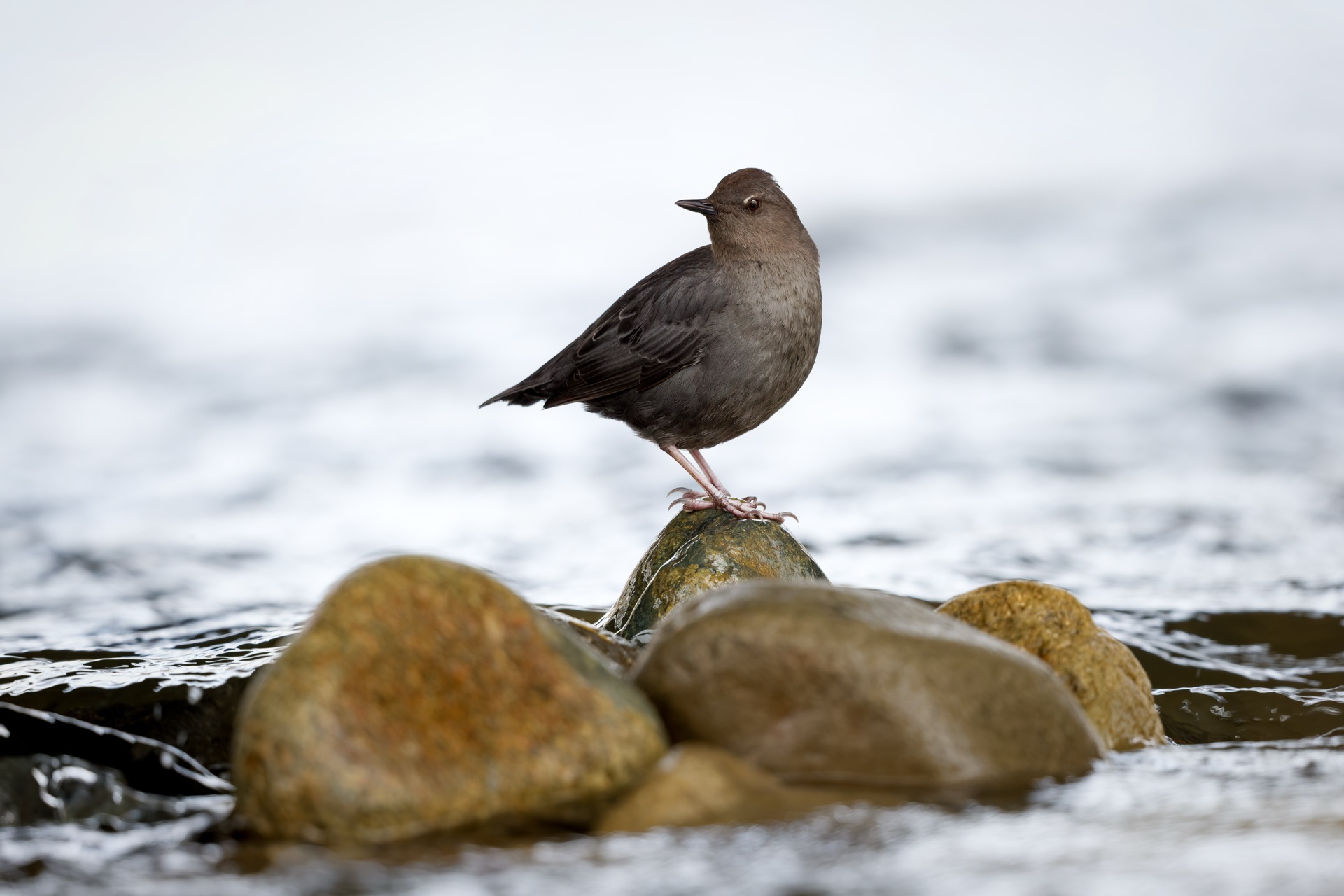 American Dipper