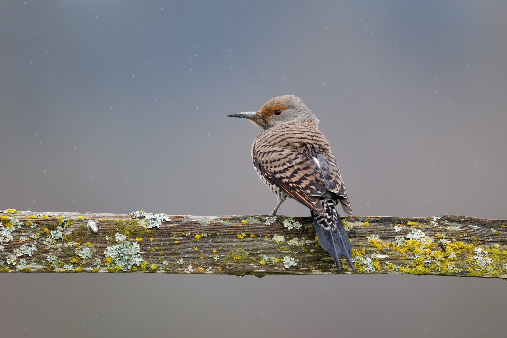 Northern Flicker