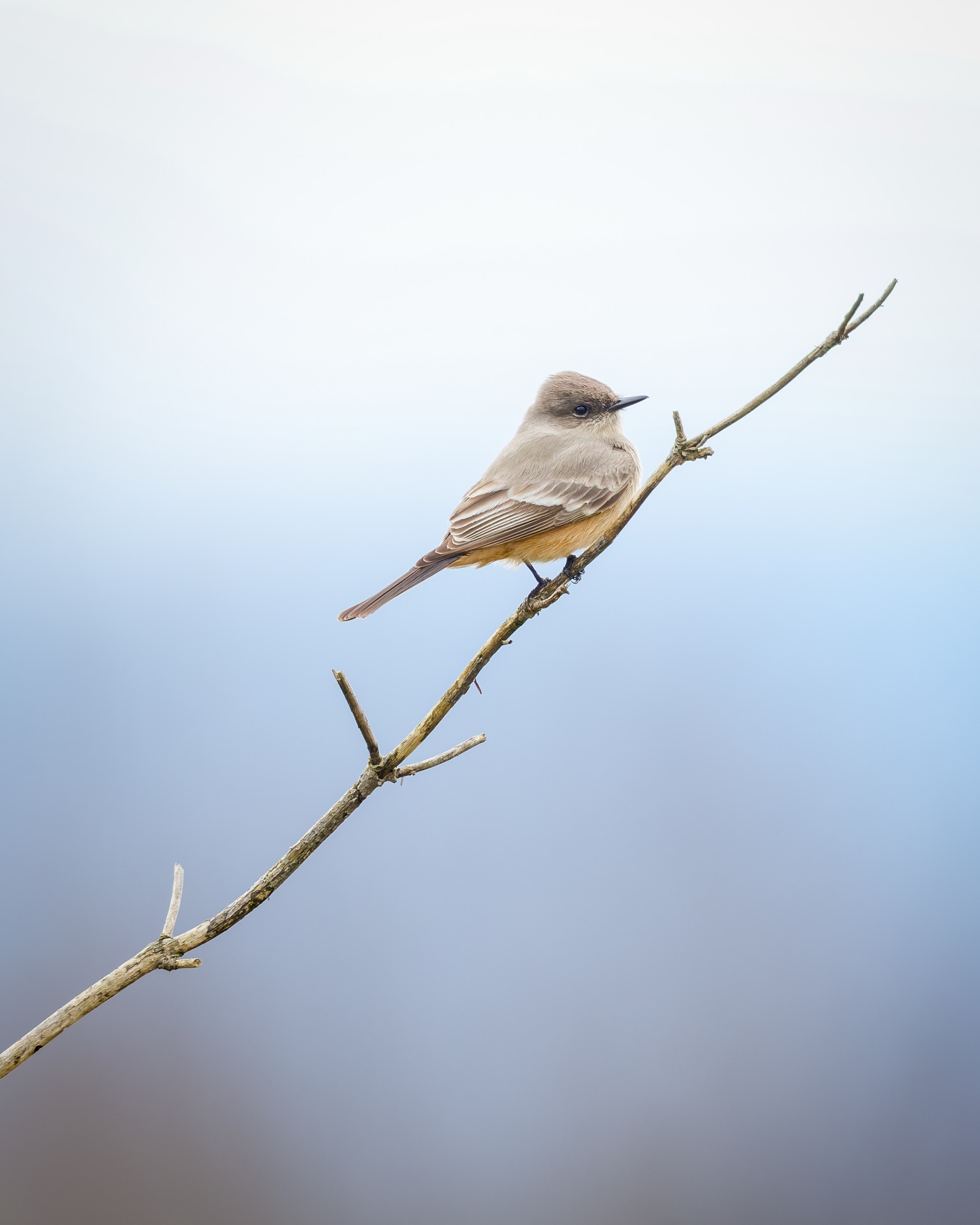 Say's Phoebe