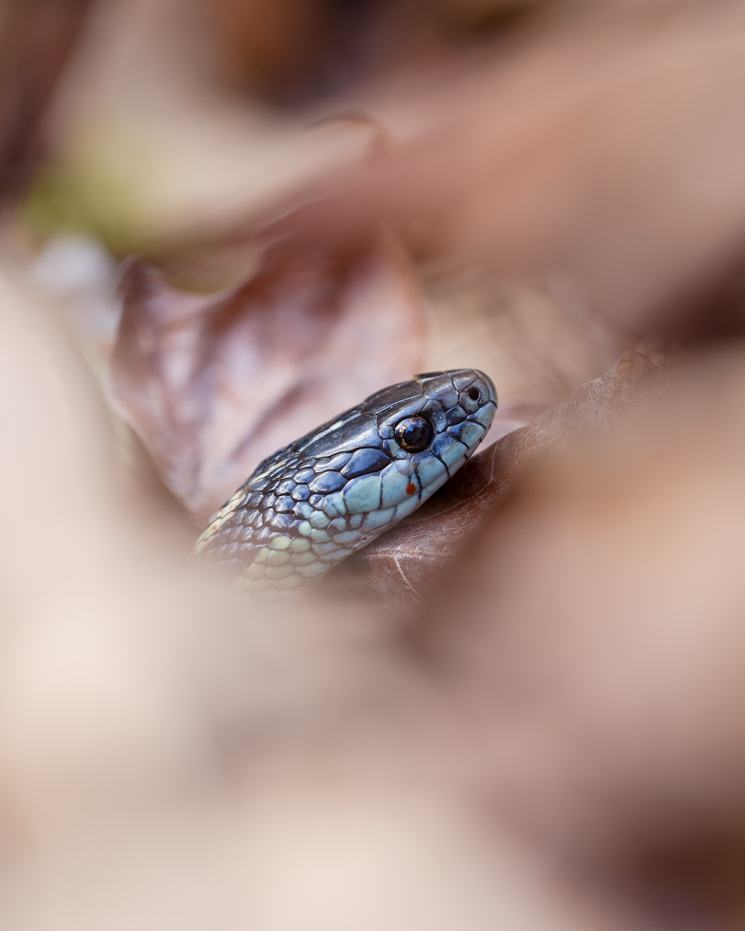 Garter Snake