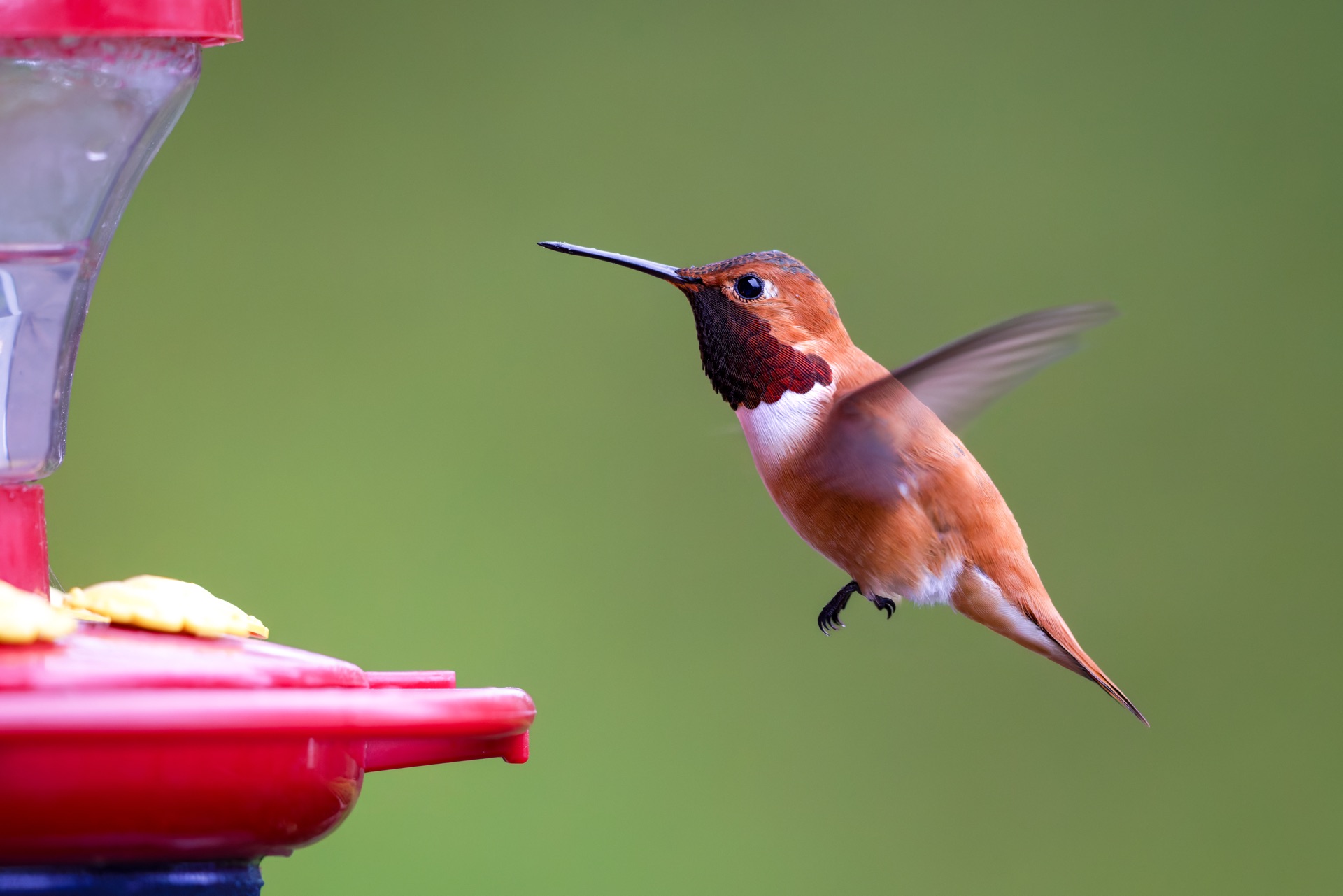 Rufous Hummingbird