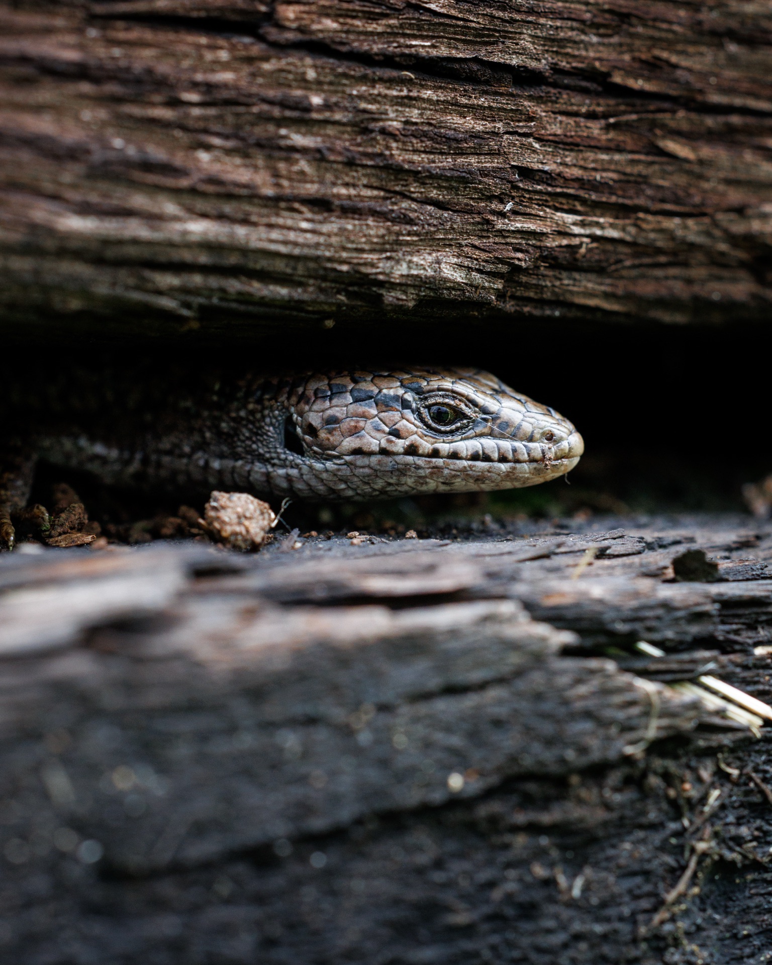 Northern Alligator Lizard