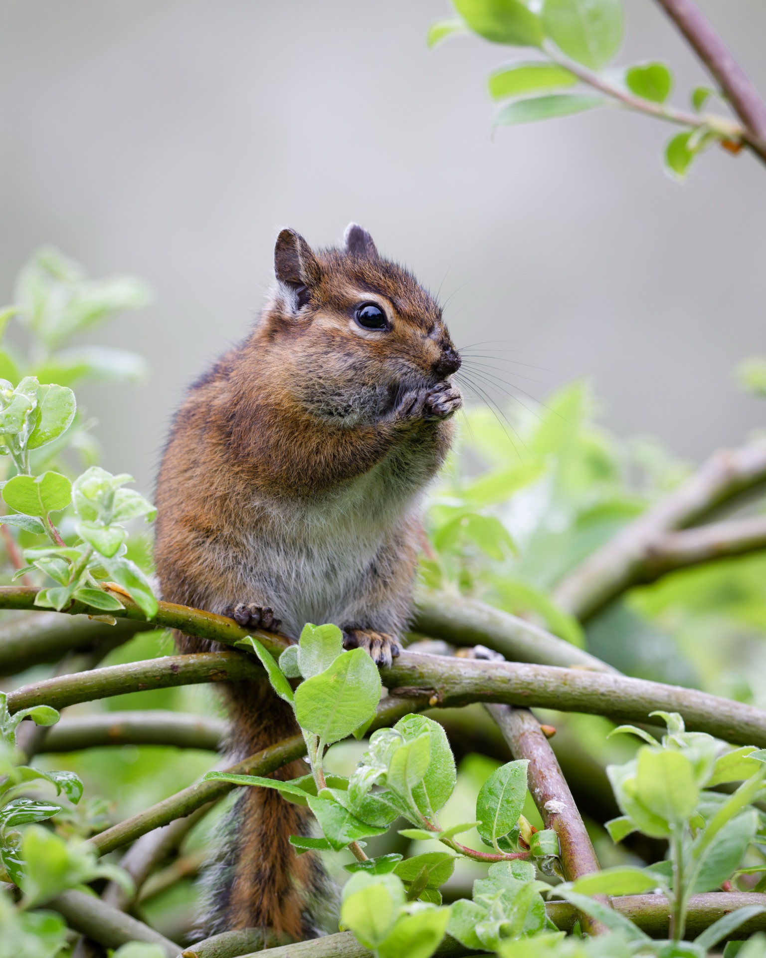 Townsend's Chipmunk