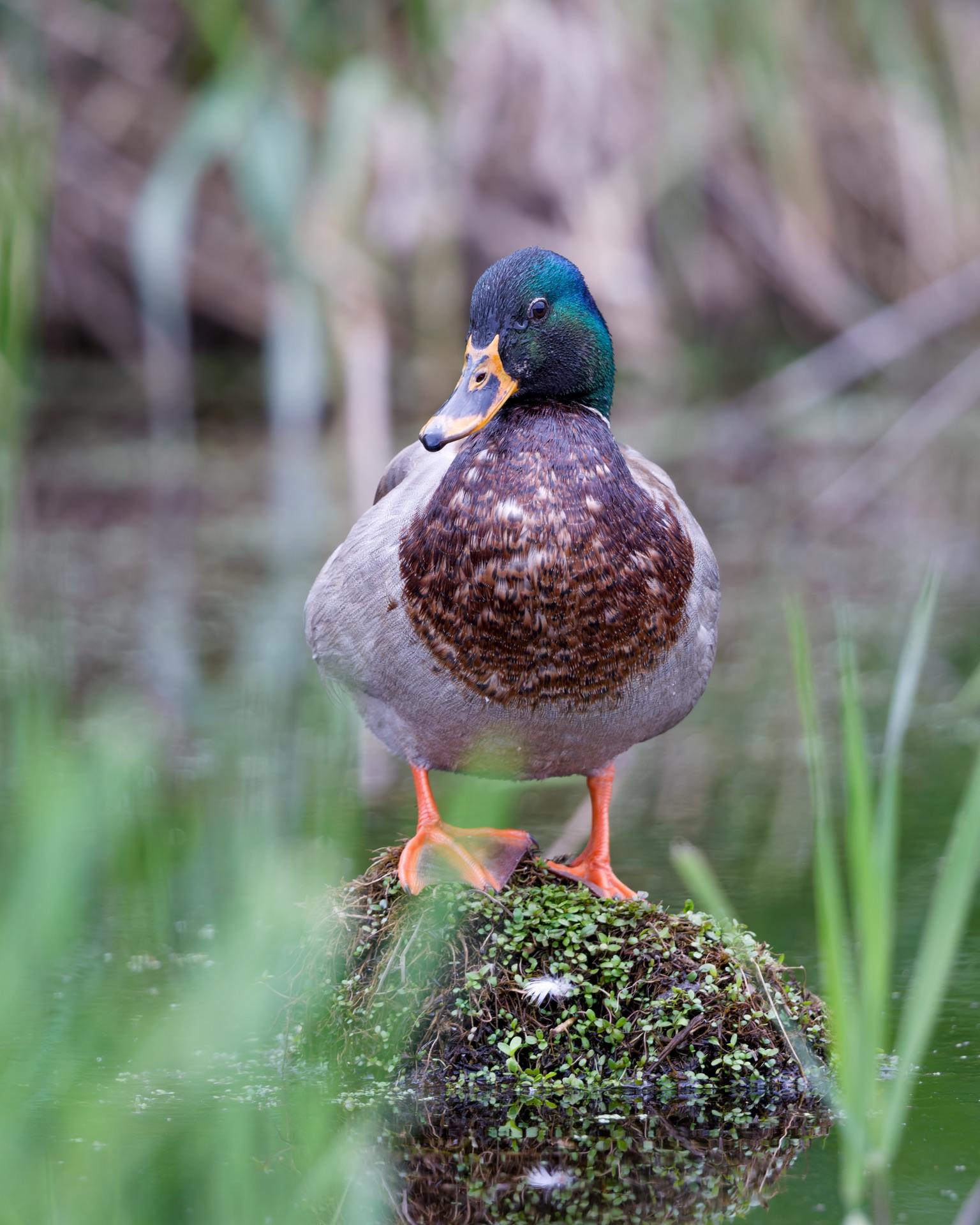 Female Mallard