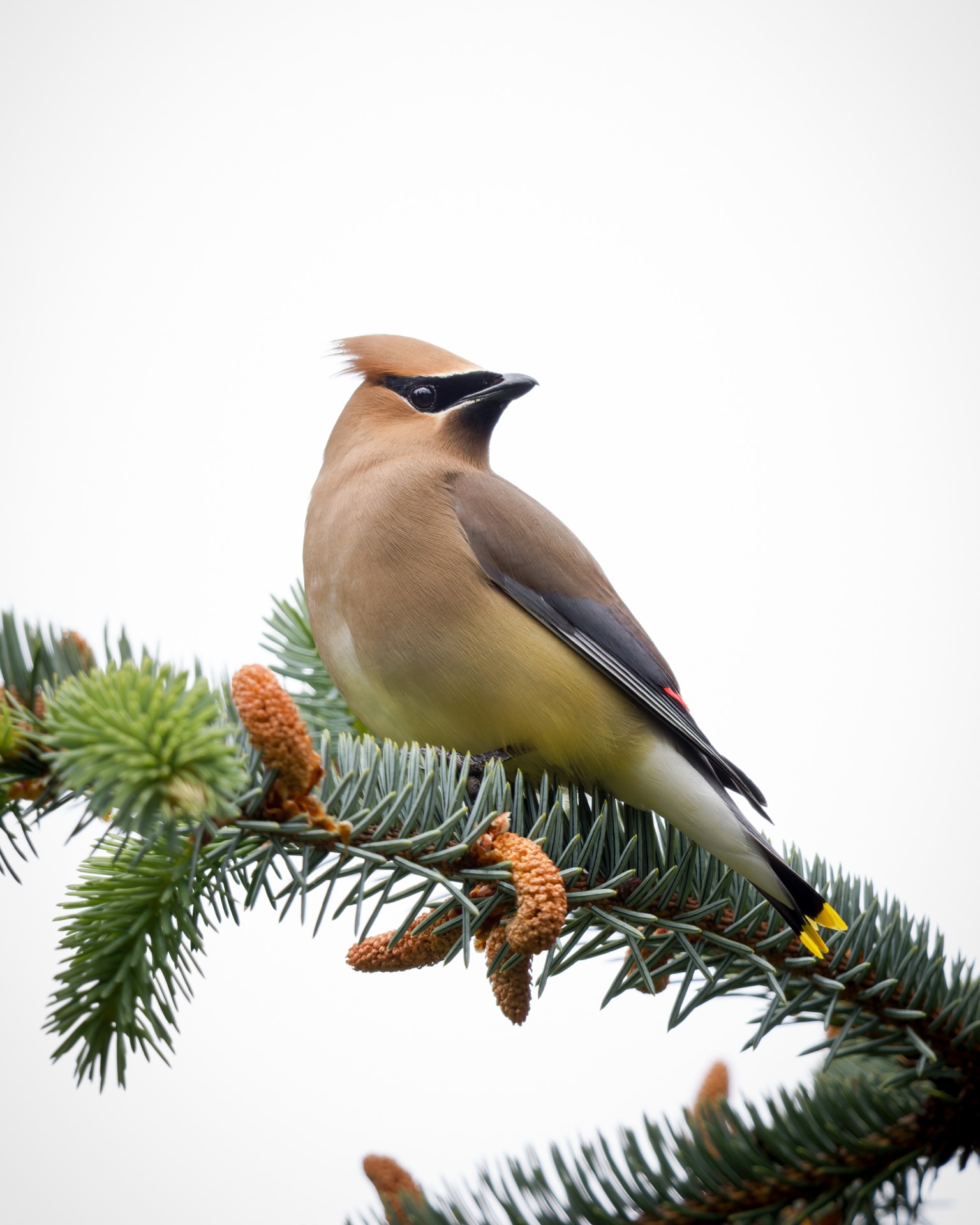 Cedar Waxwing