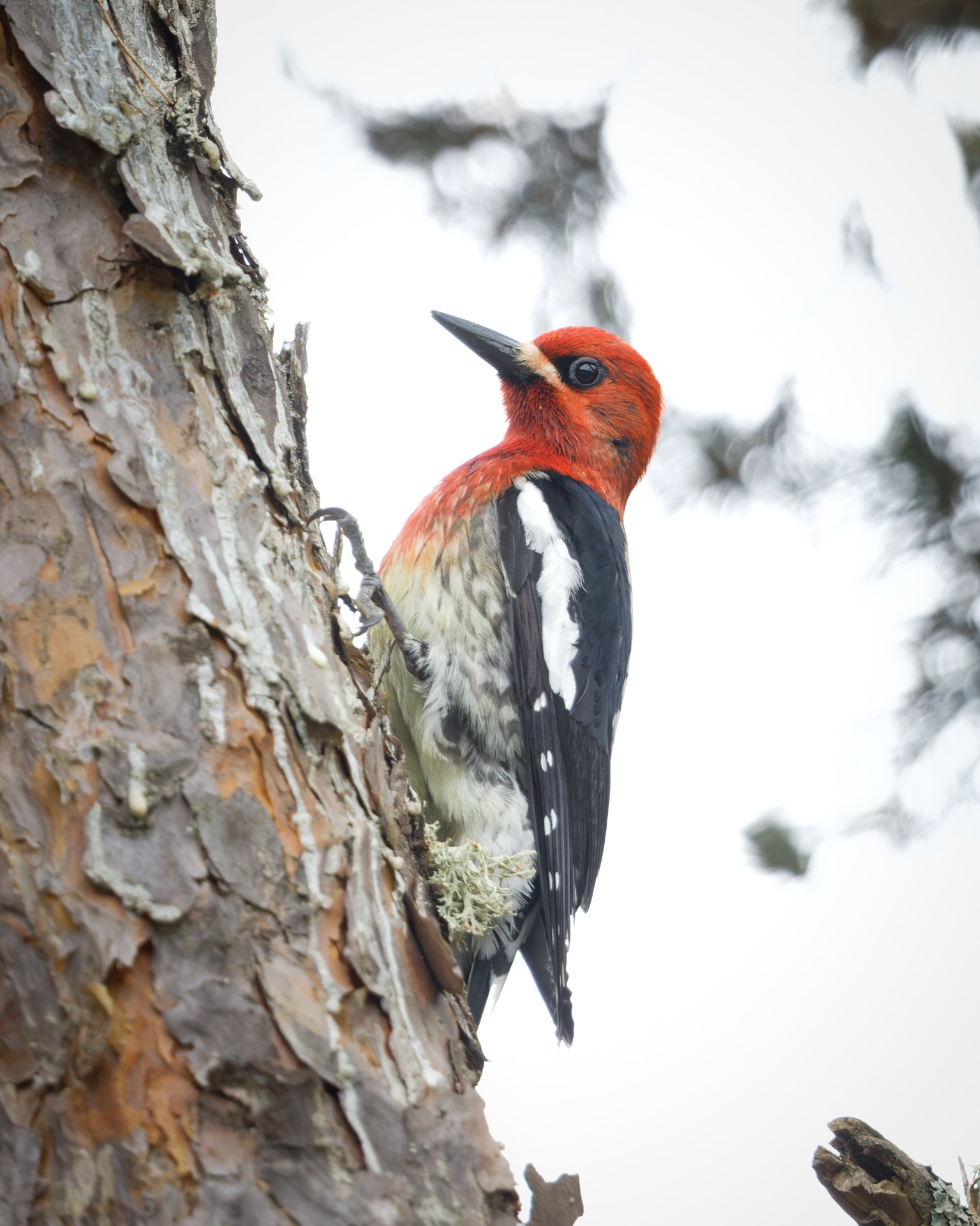Red-breasted Sapsucker