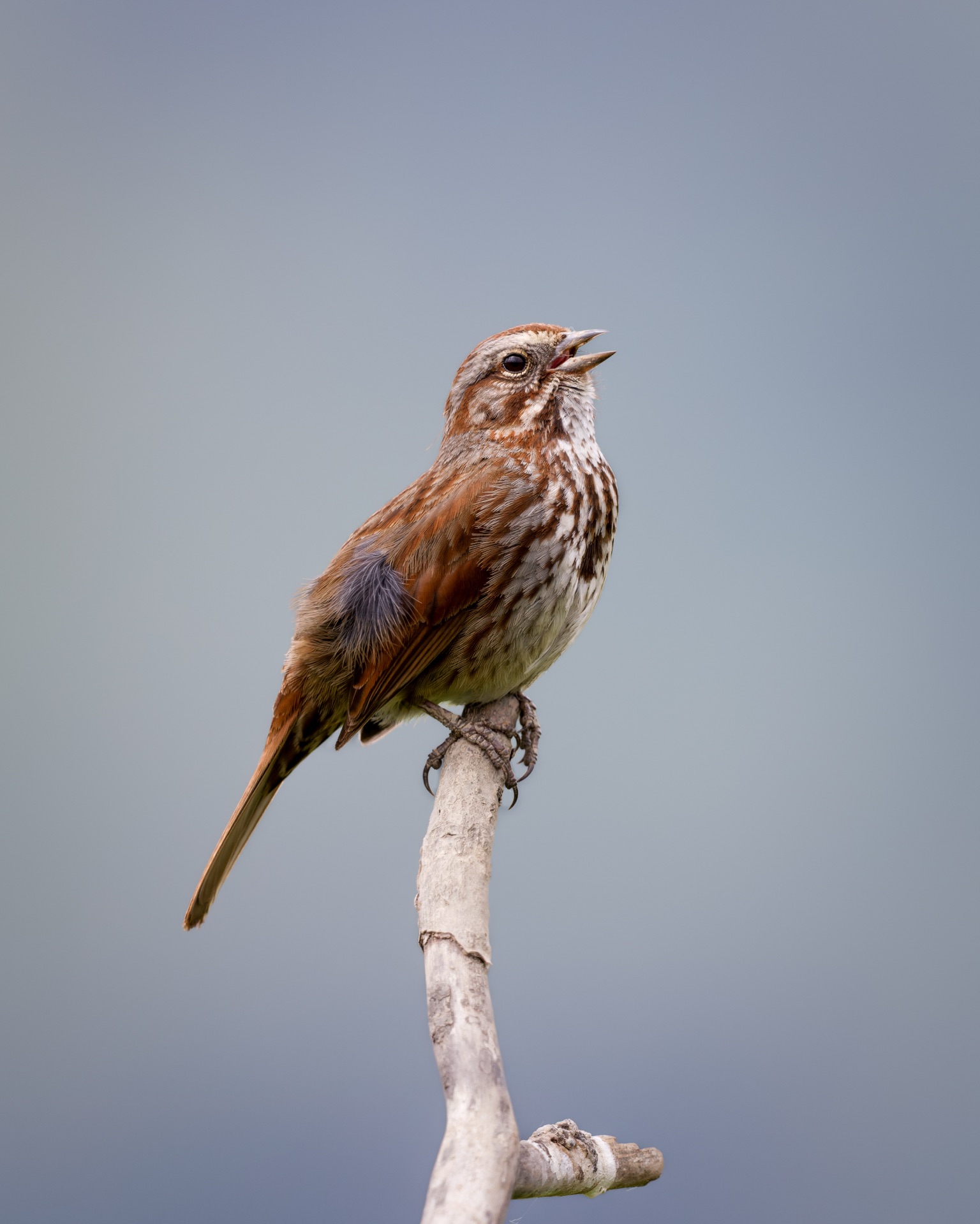 Song Sparrow
