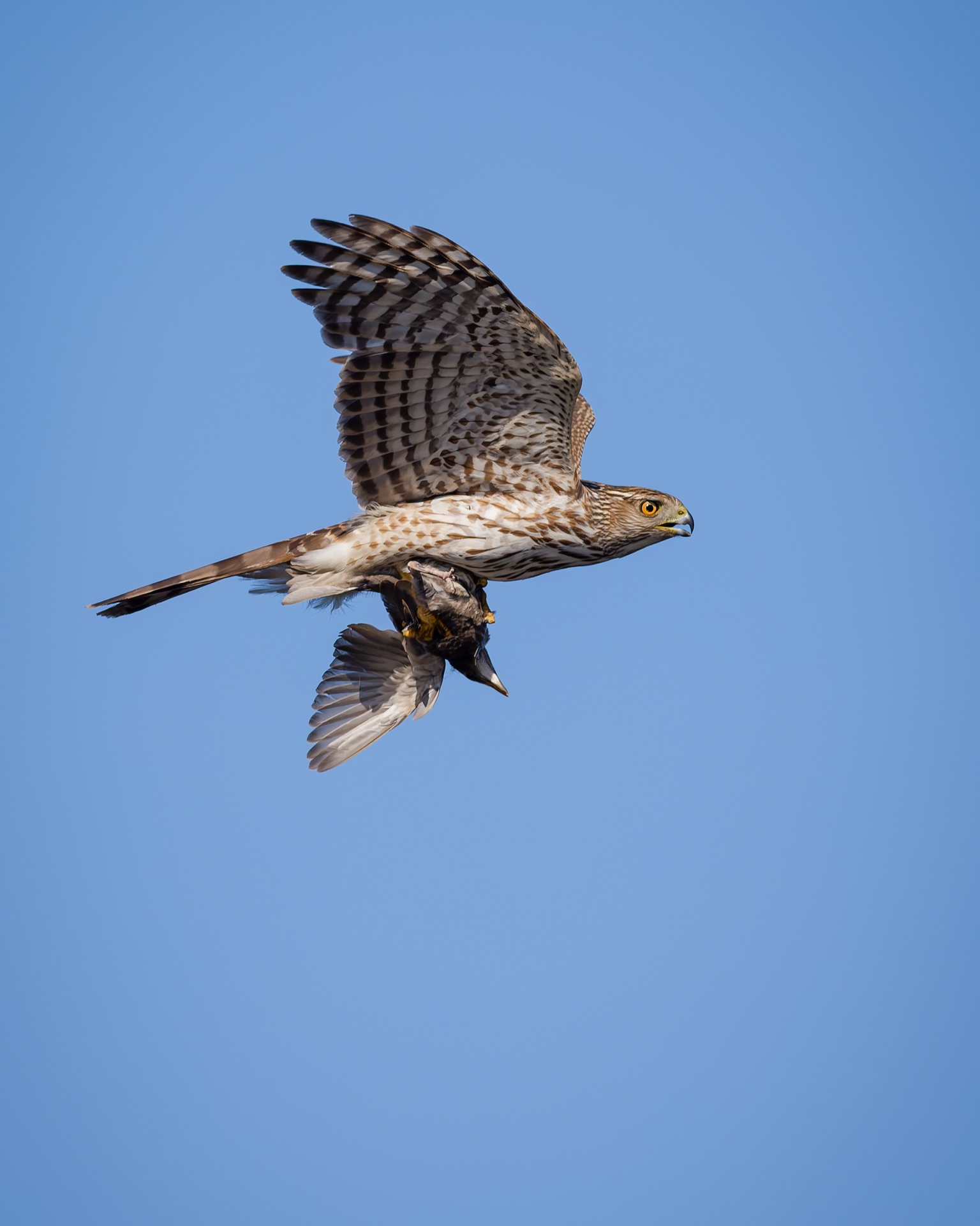 Cooper's Hawk and European Starling